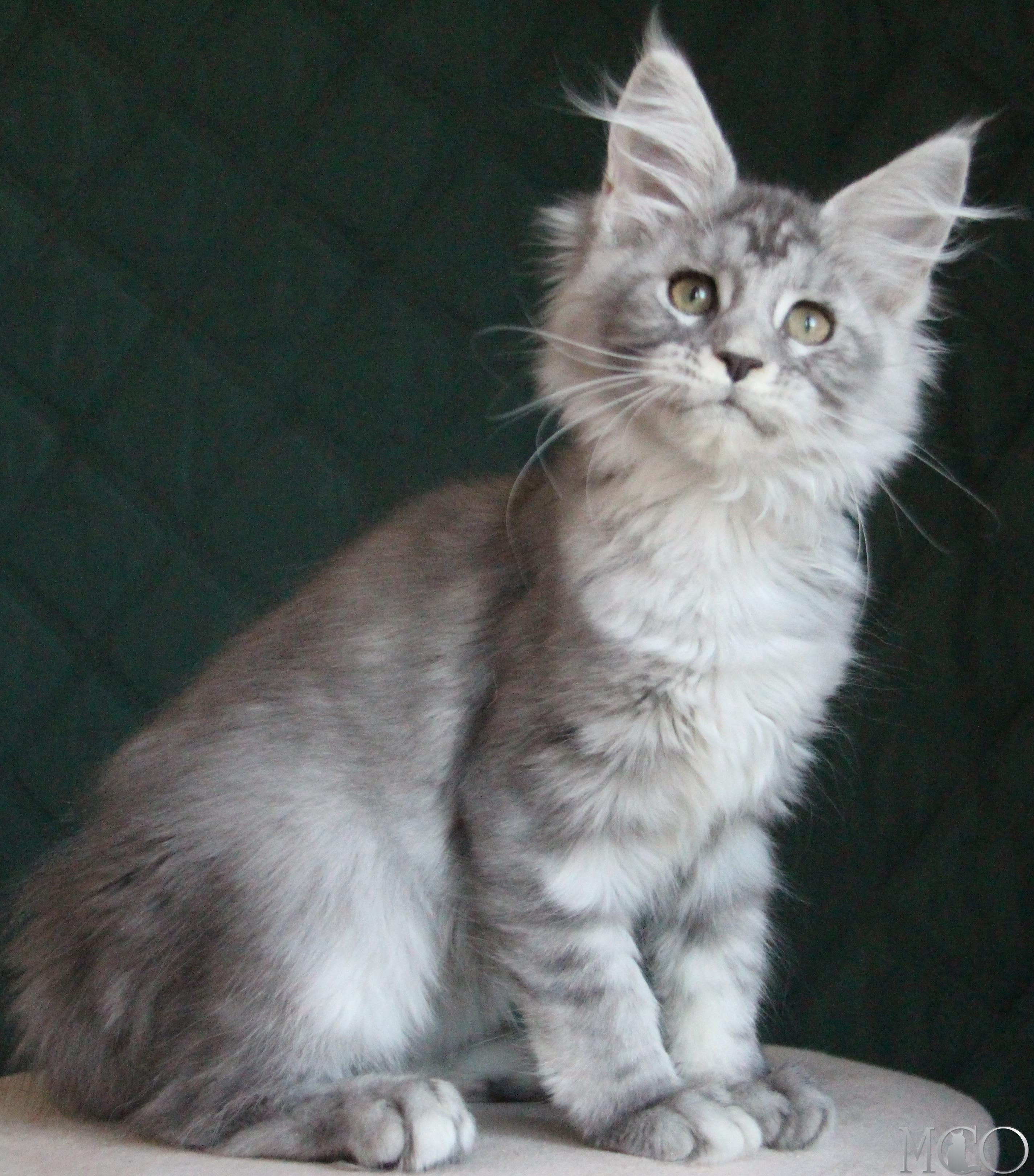 Купить котенка Мейн кун Clea, as 22