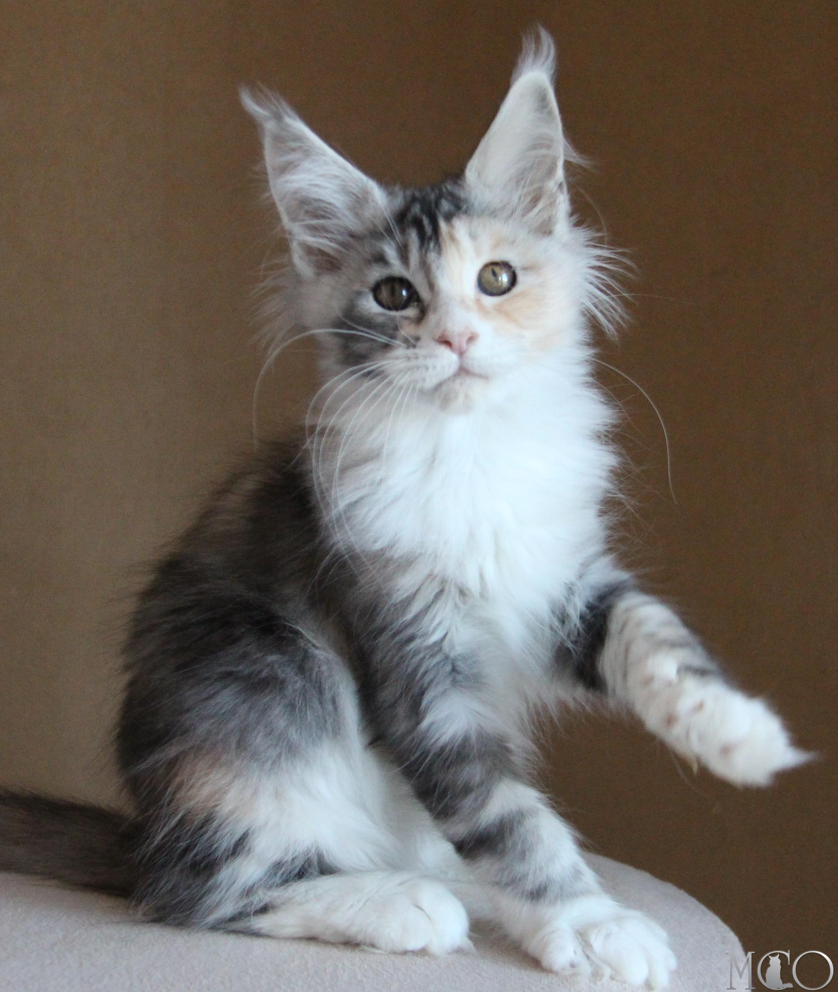 Купить котенка Мейн кун Coquette, fs 22 09