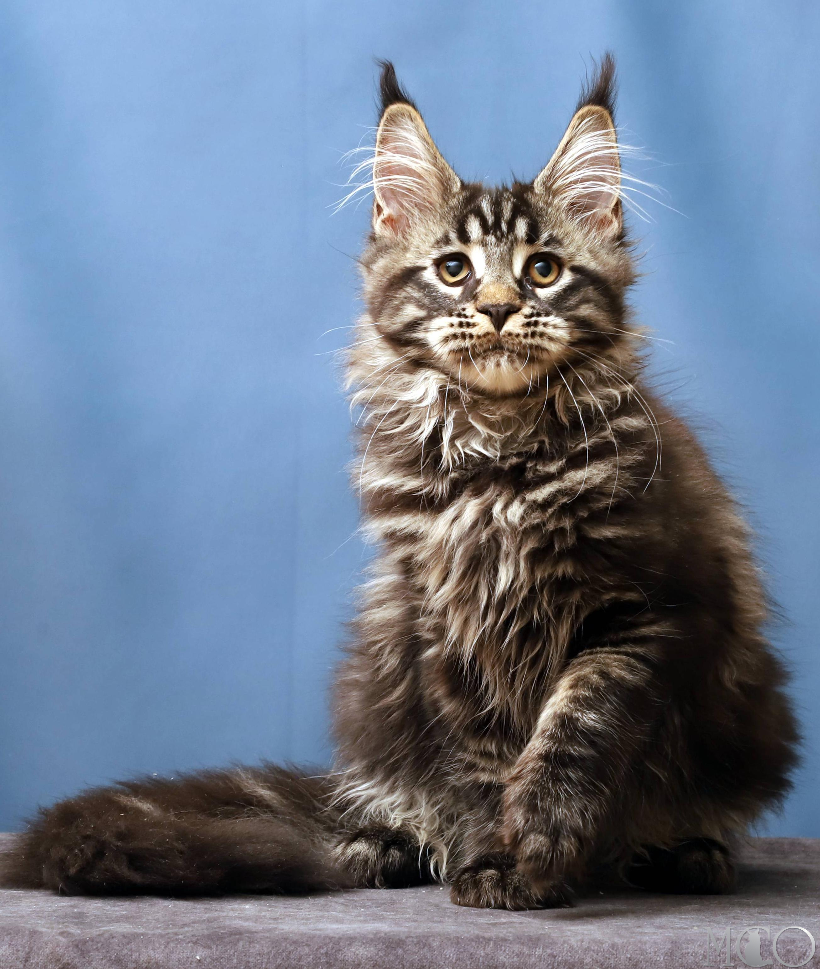 Купить котенка Мейн кун Chara, n 22