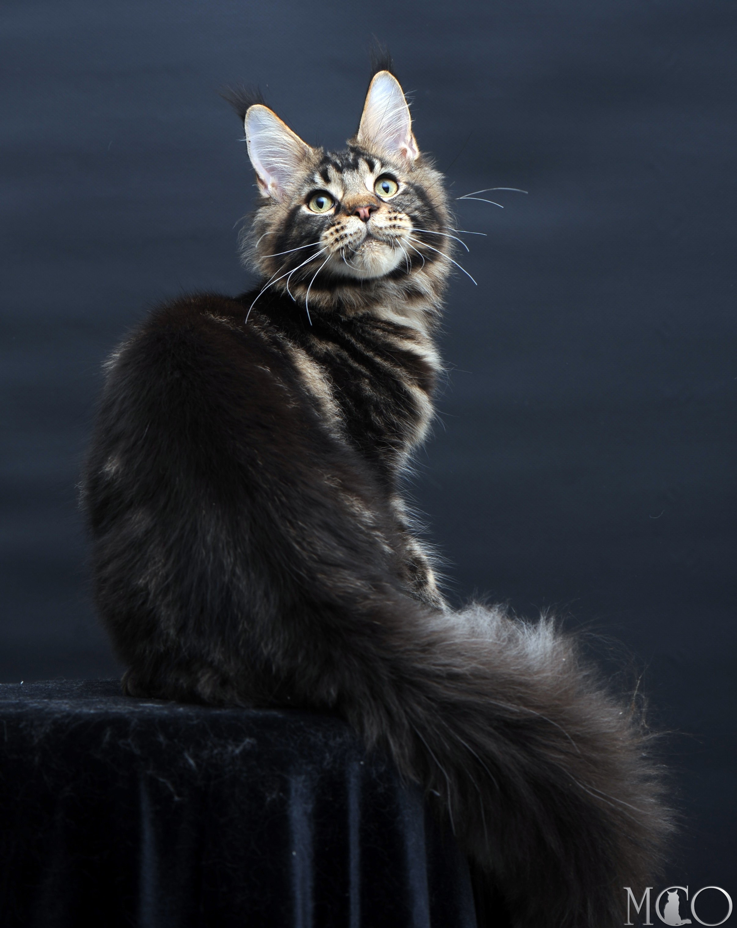 Купить котенка Мейн кун Elvis, n 22