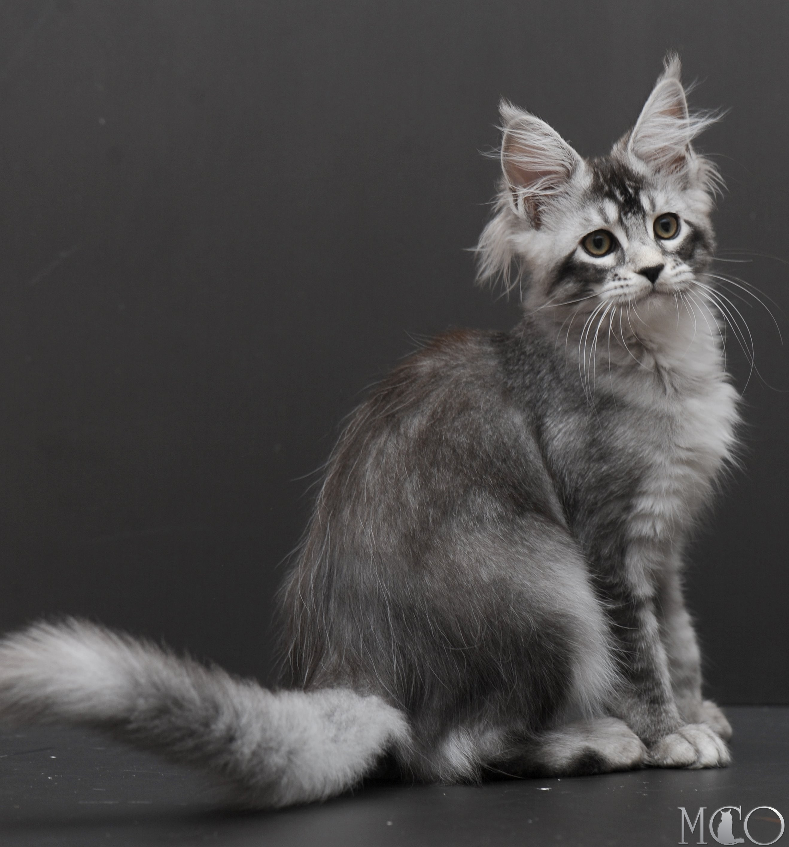 Купить котенка Мейн кун Kalila, ns 25