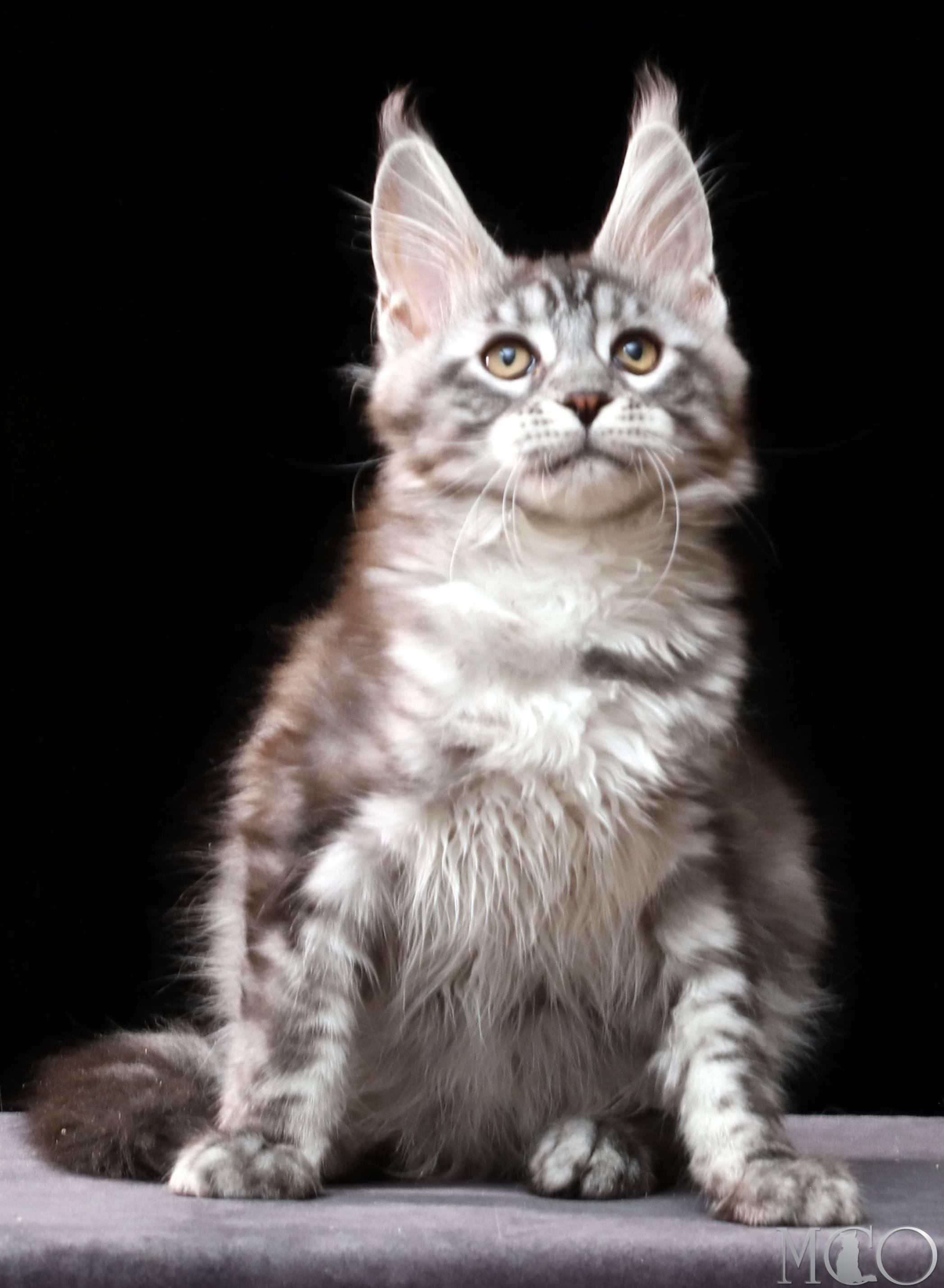 Купить котенка Мейн кун Cameron, ns 22