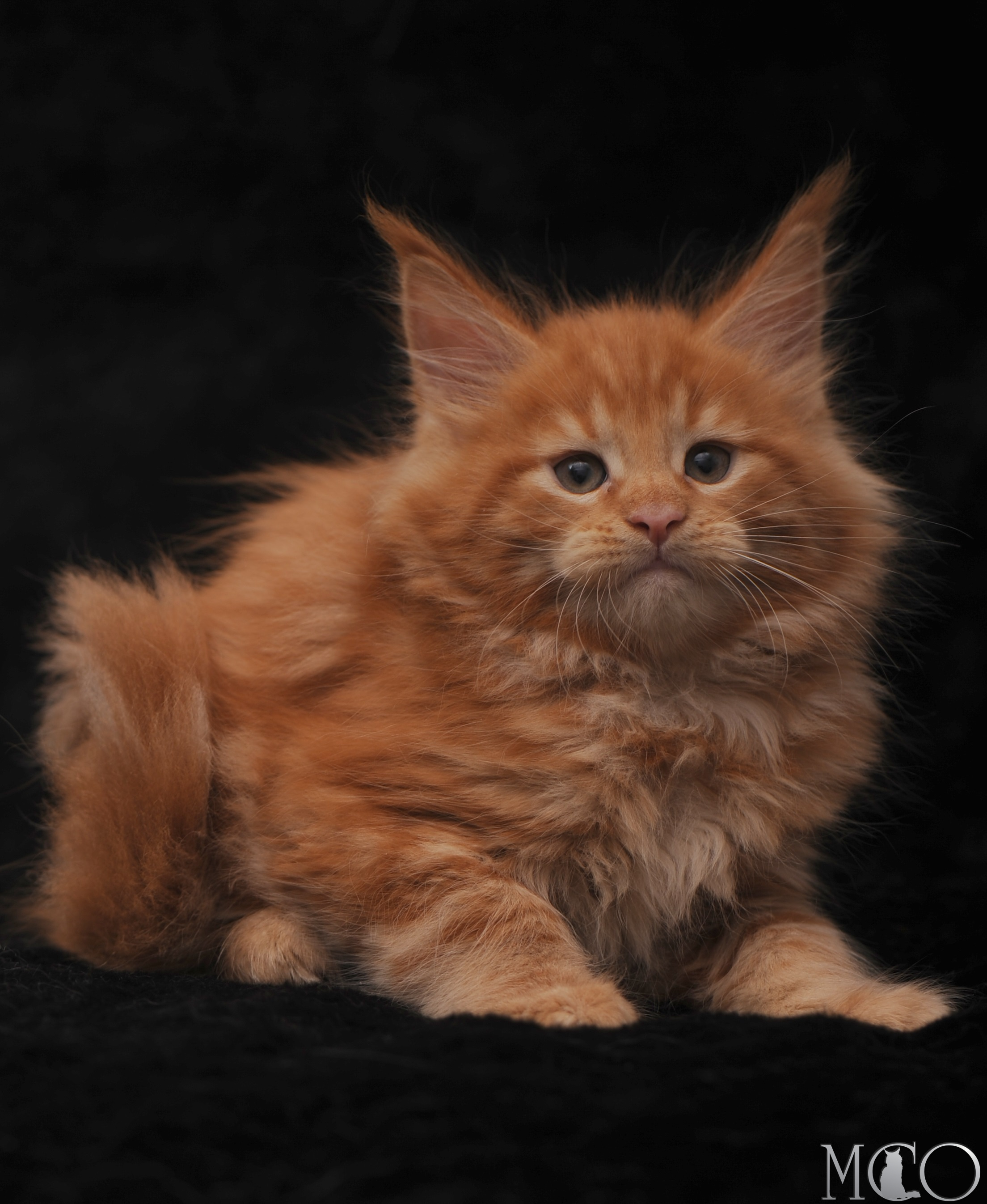 Купить котенка Мейн кун Stafy, d красный солид 