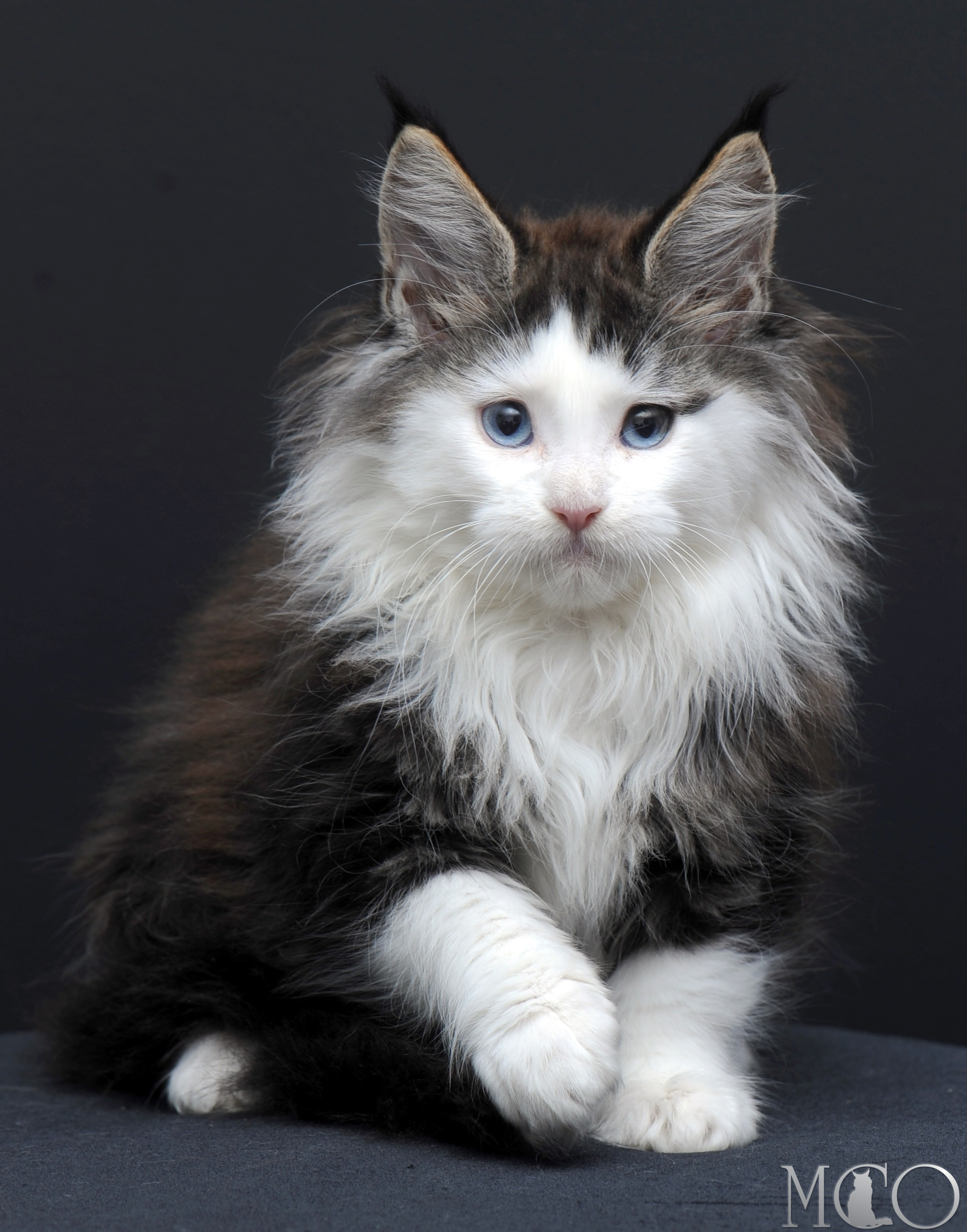 Купить котенка Мейн кун Vesta (Голубоглазая), n2203