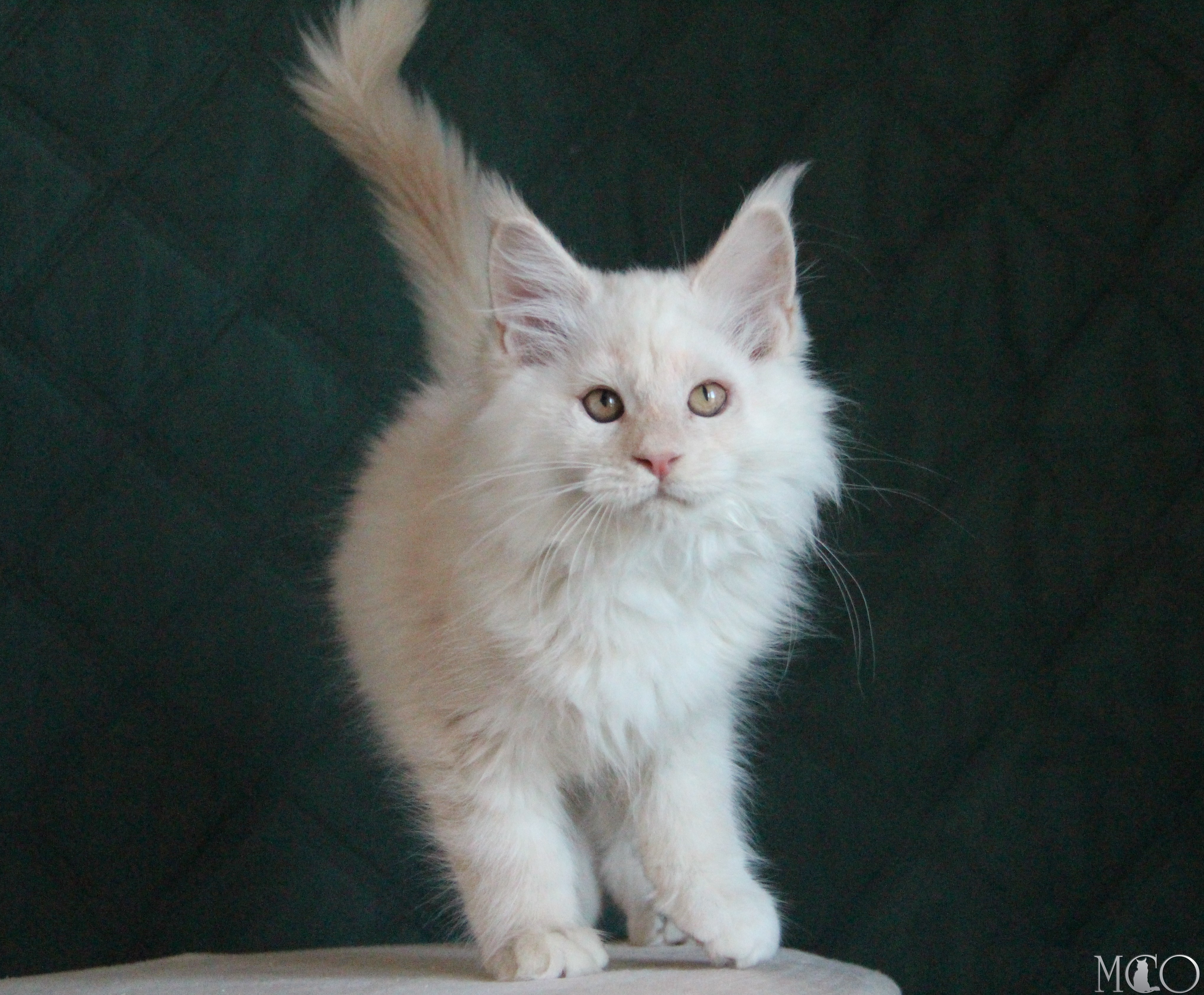Купить котенка Мейн кун Lukum, ds 22