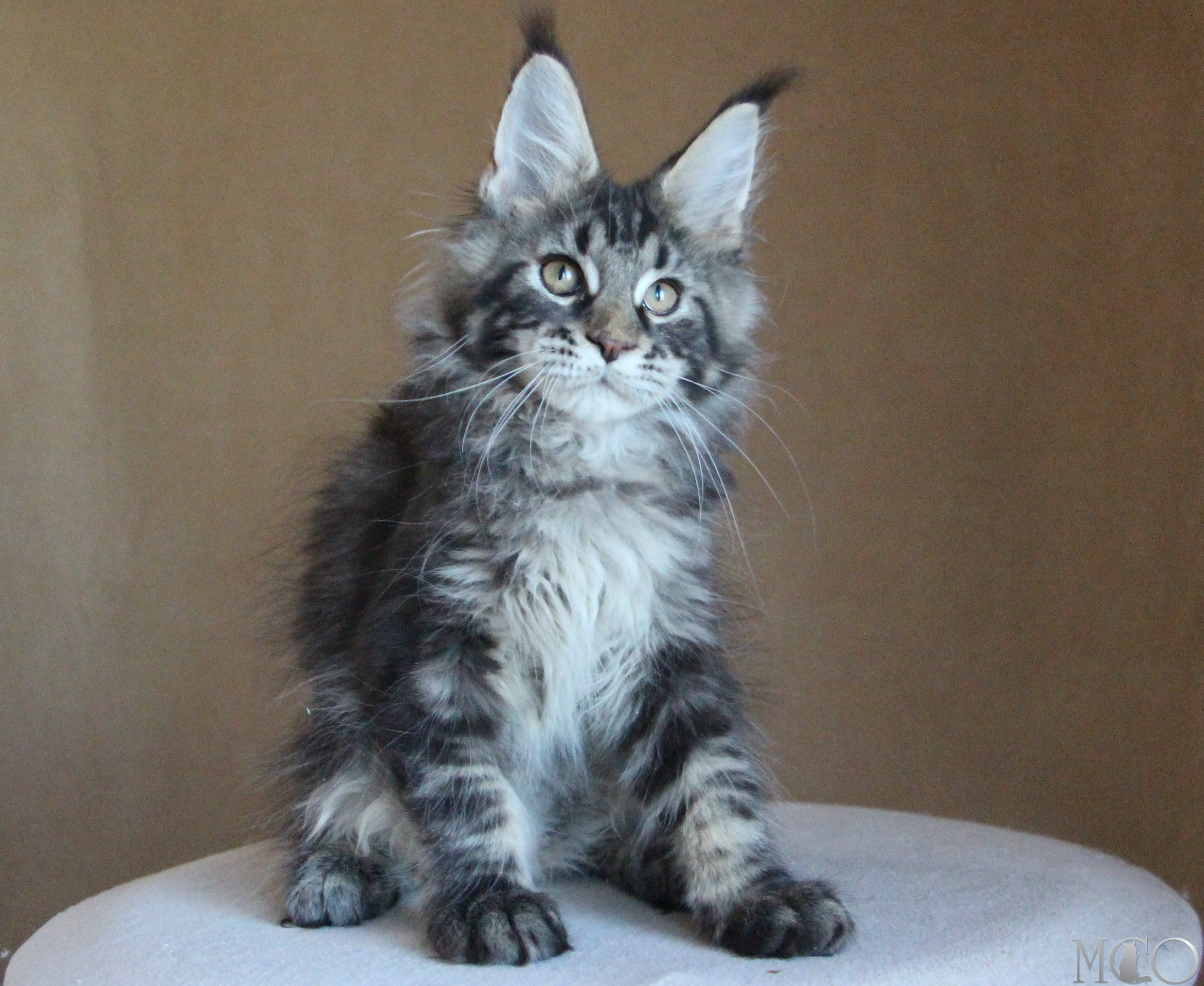 Купить котенка Мейн кун Bogard, n 22