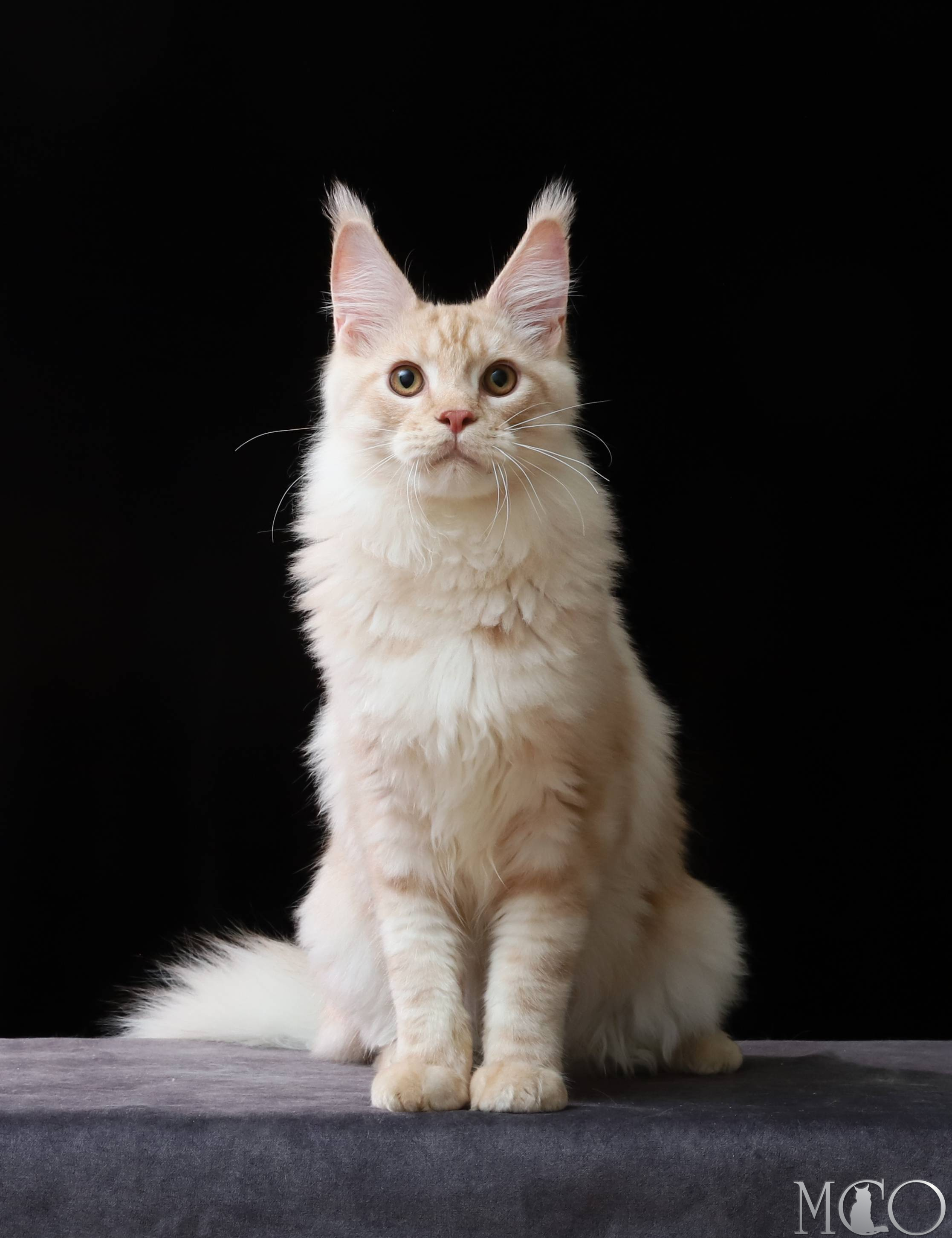 Купить котенка Мейн кун Quiller, es 22