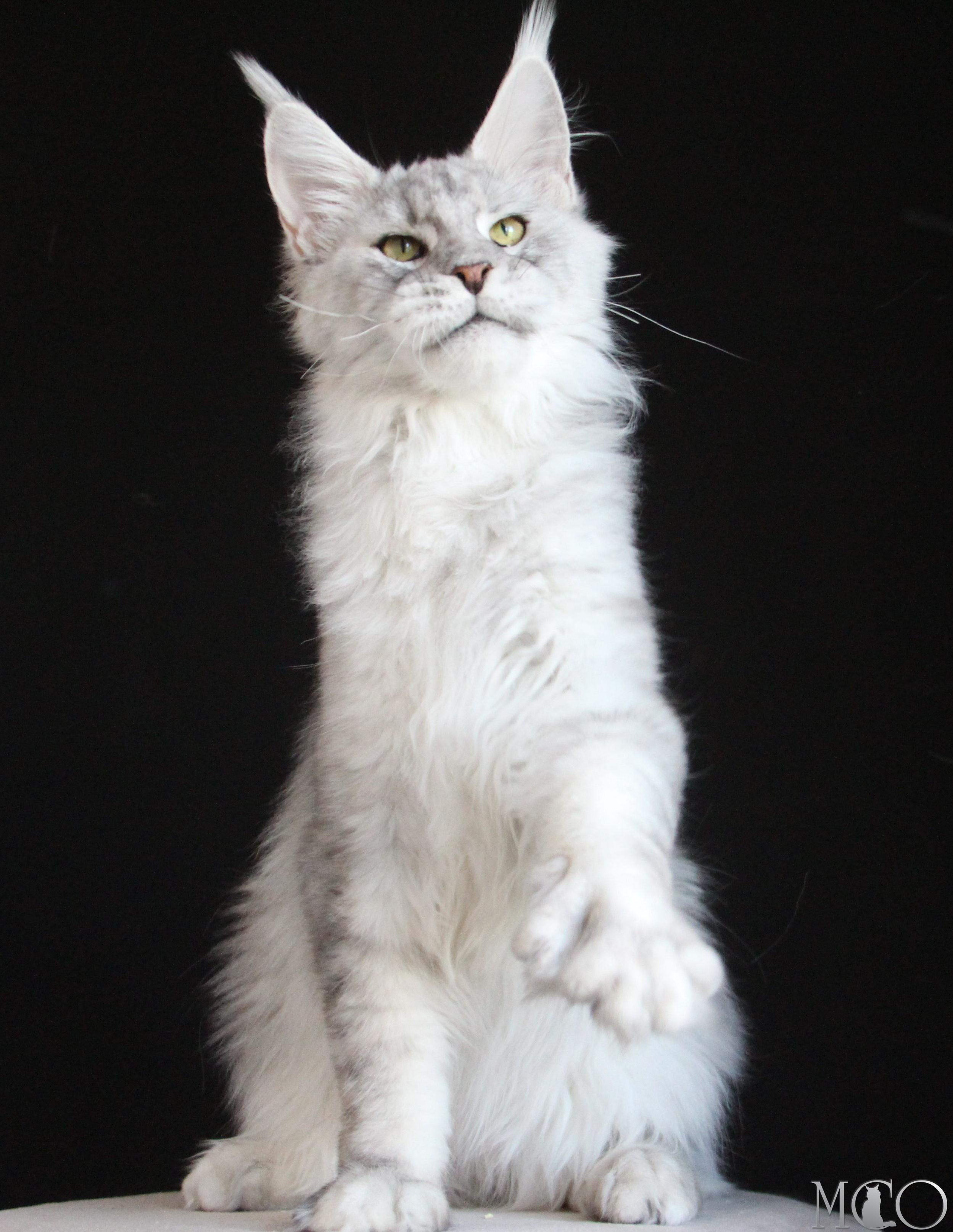 Купить котенка Мейн кун Glamour, ns 22 pale silver