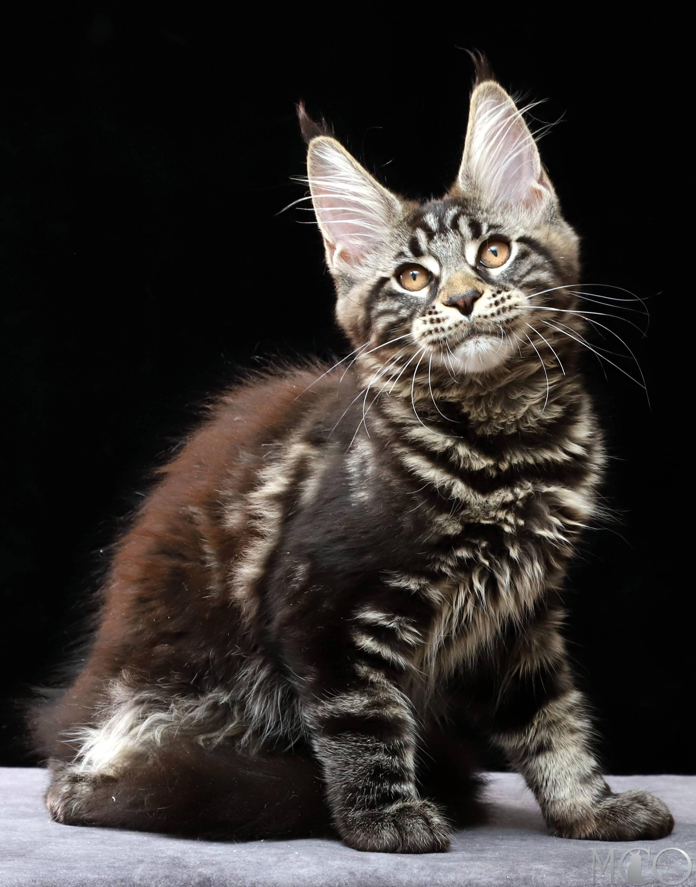 Купить котенка Мейн кун Clementina, n 22