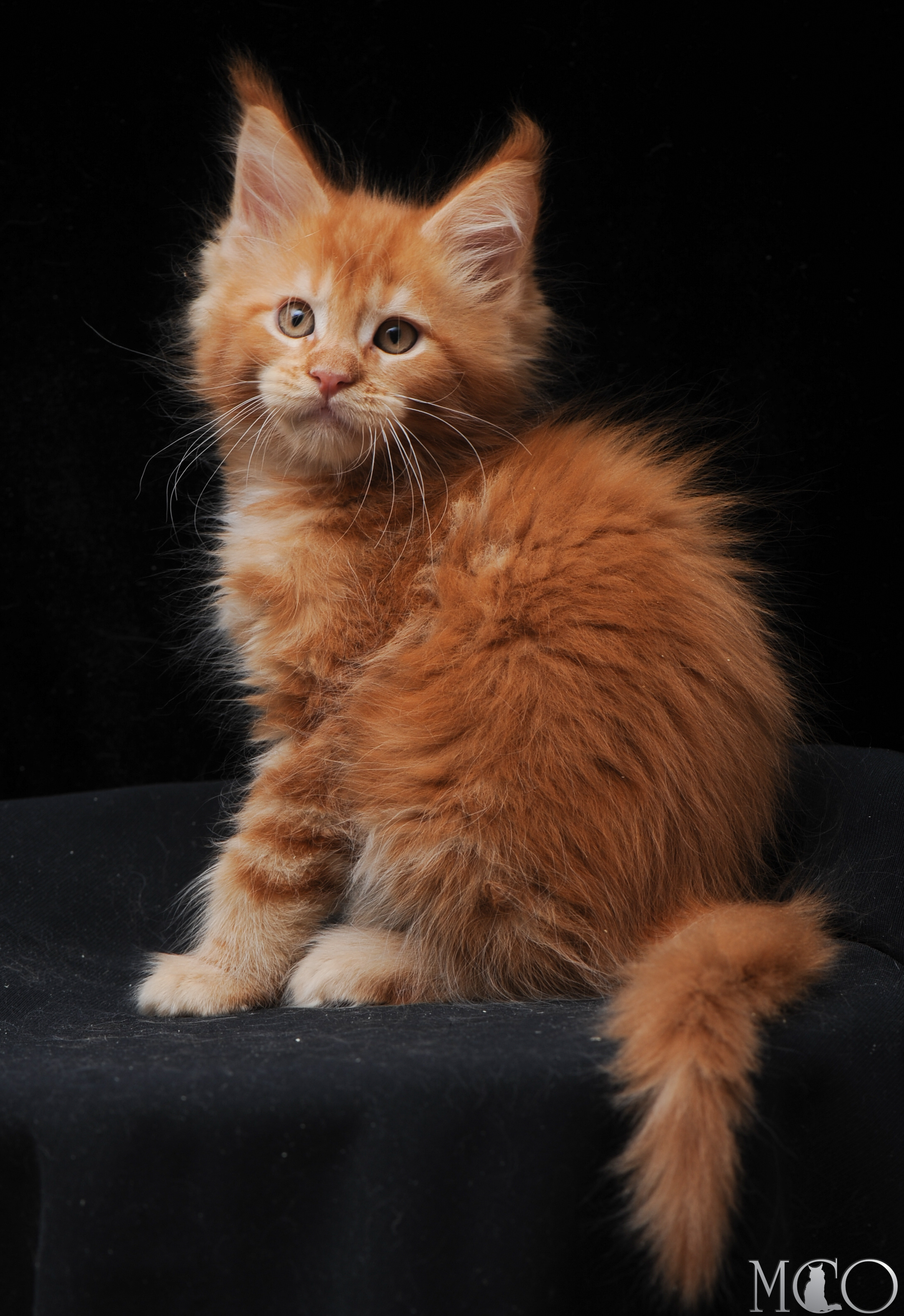 Купить котенка Мейн кун Eddy, d