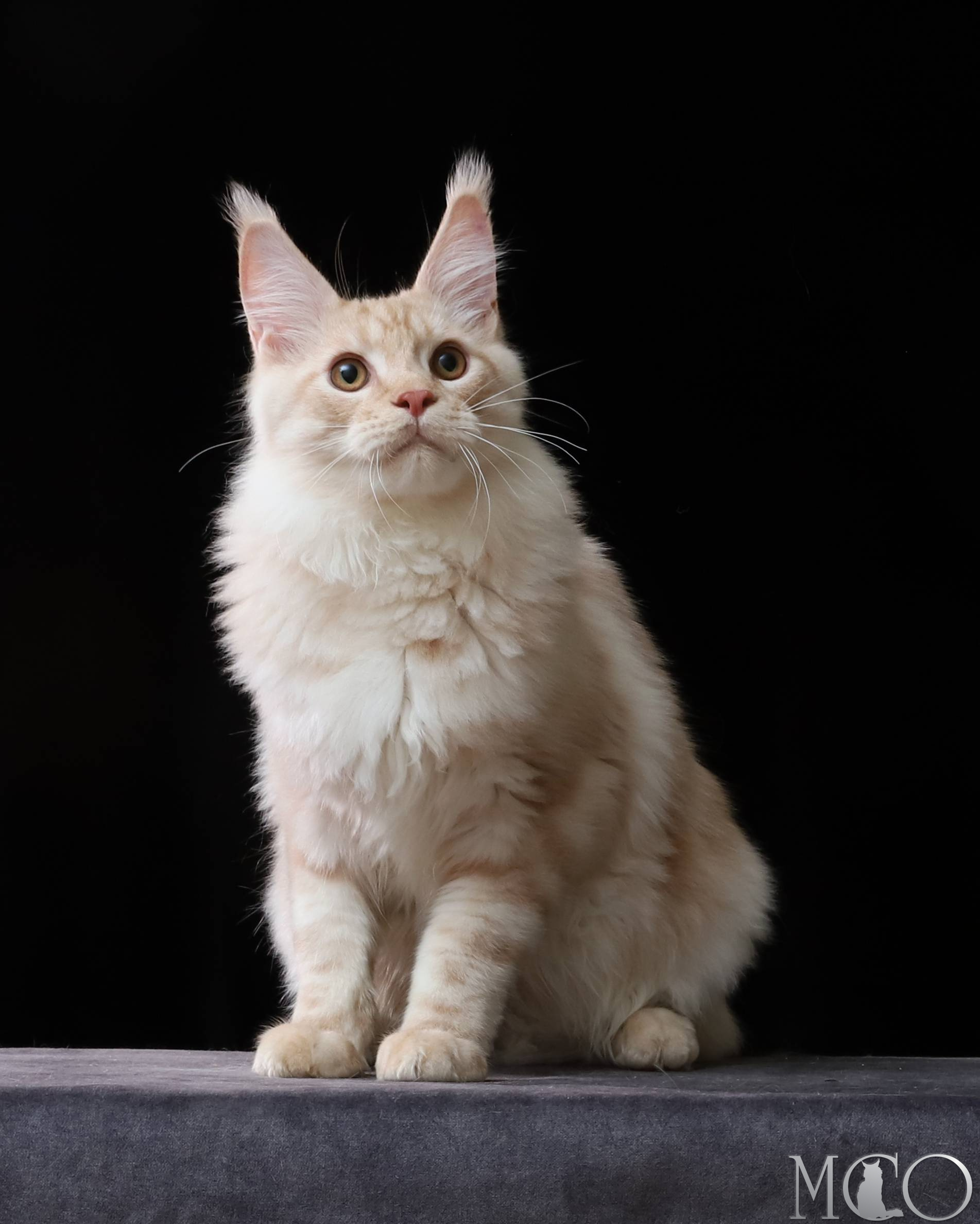 Купить котенка Мейн кун Quiller, es 22