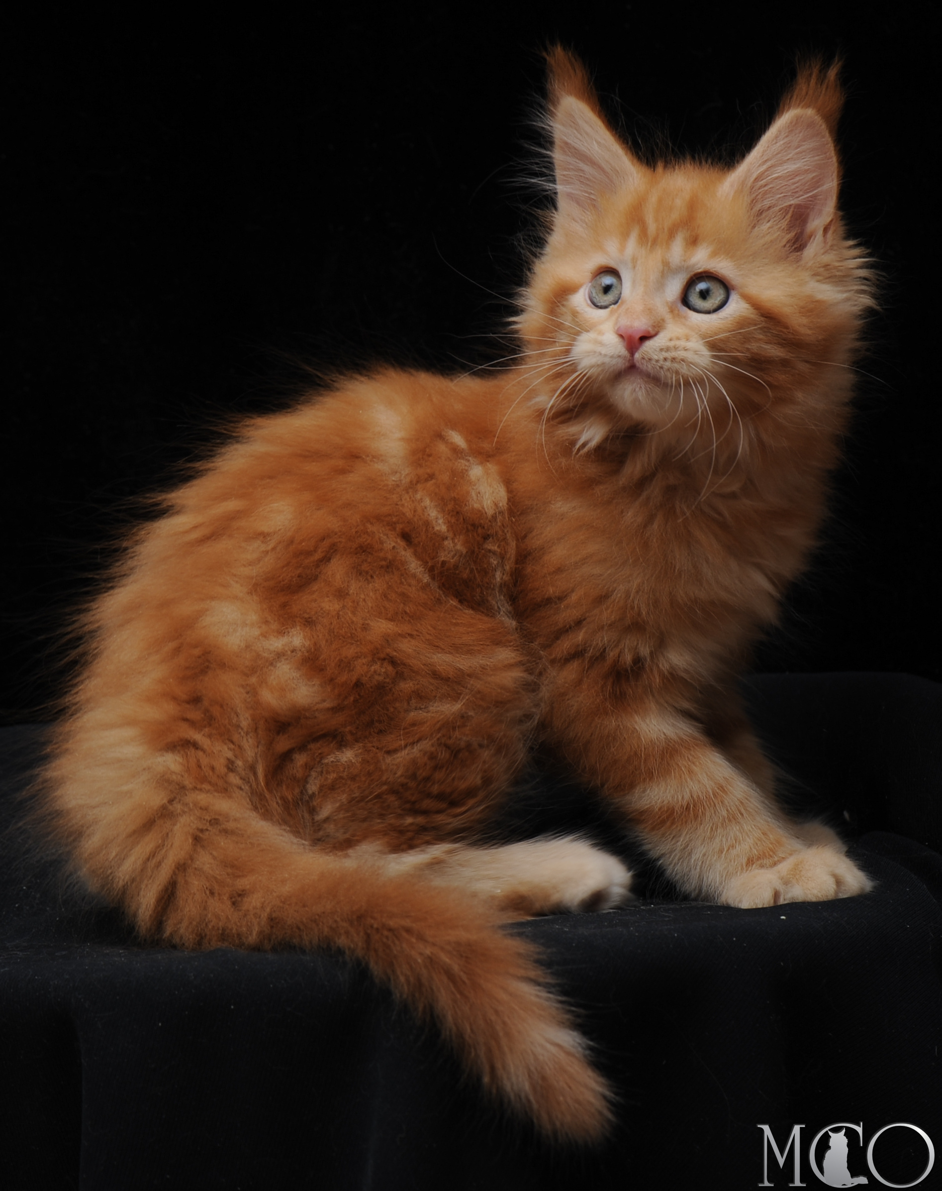 Купить котенка Мейн кун Darsy, d