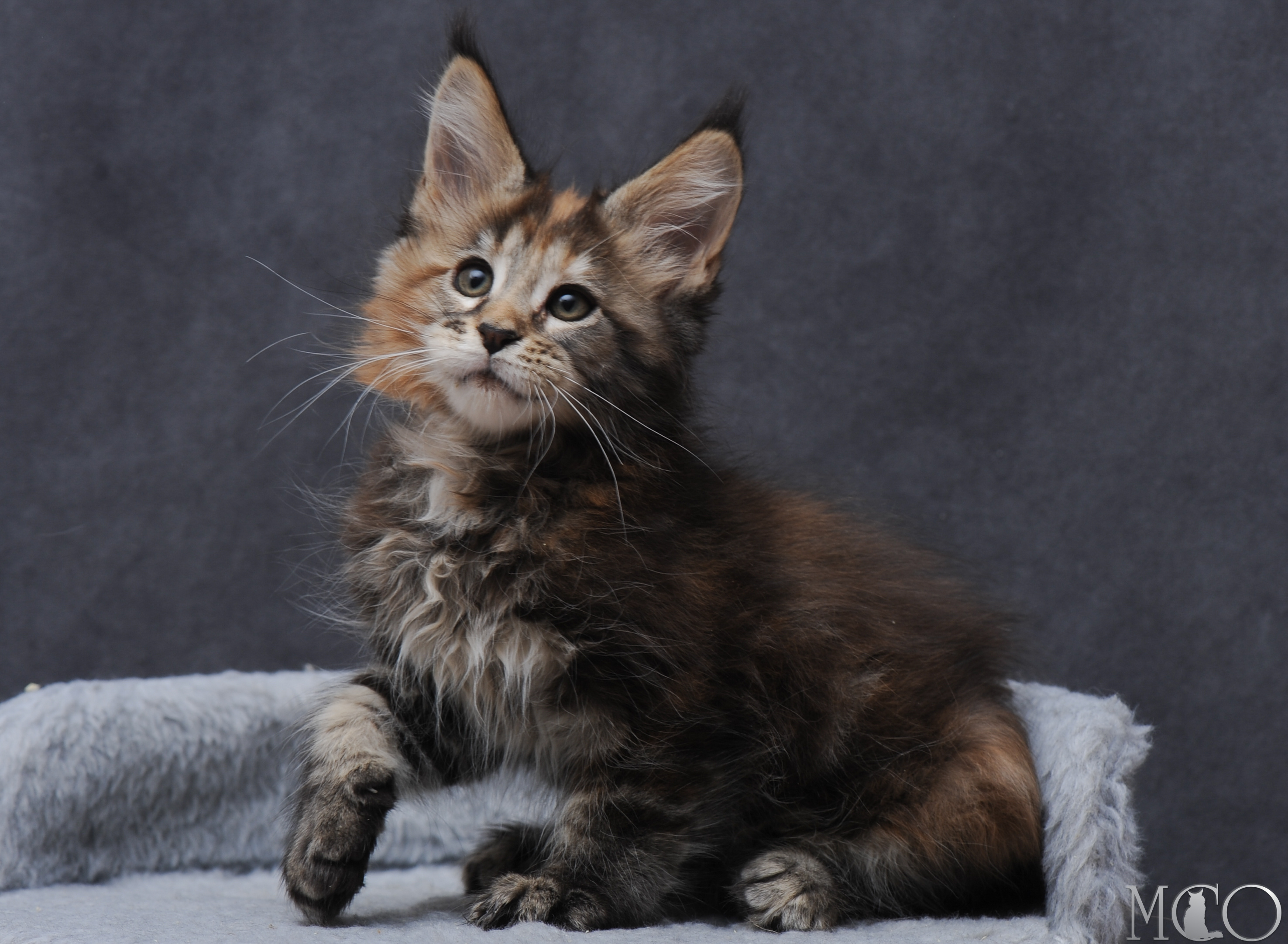 Купить котенка Мейн кун Gretta, f 22