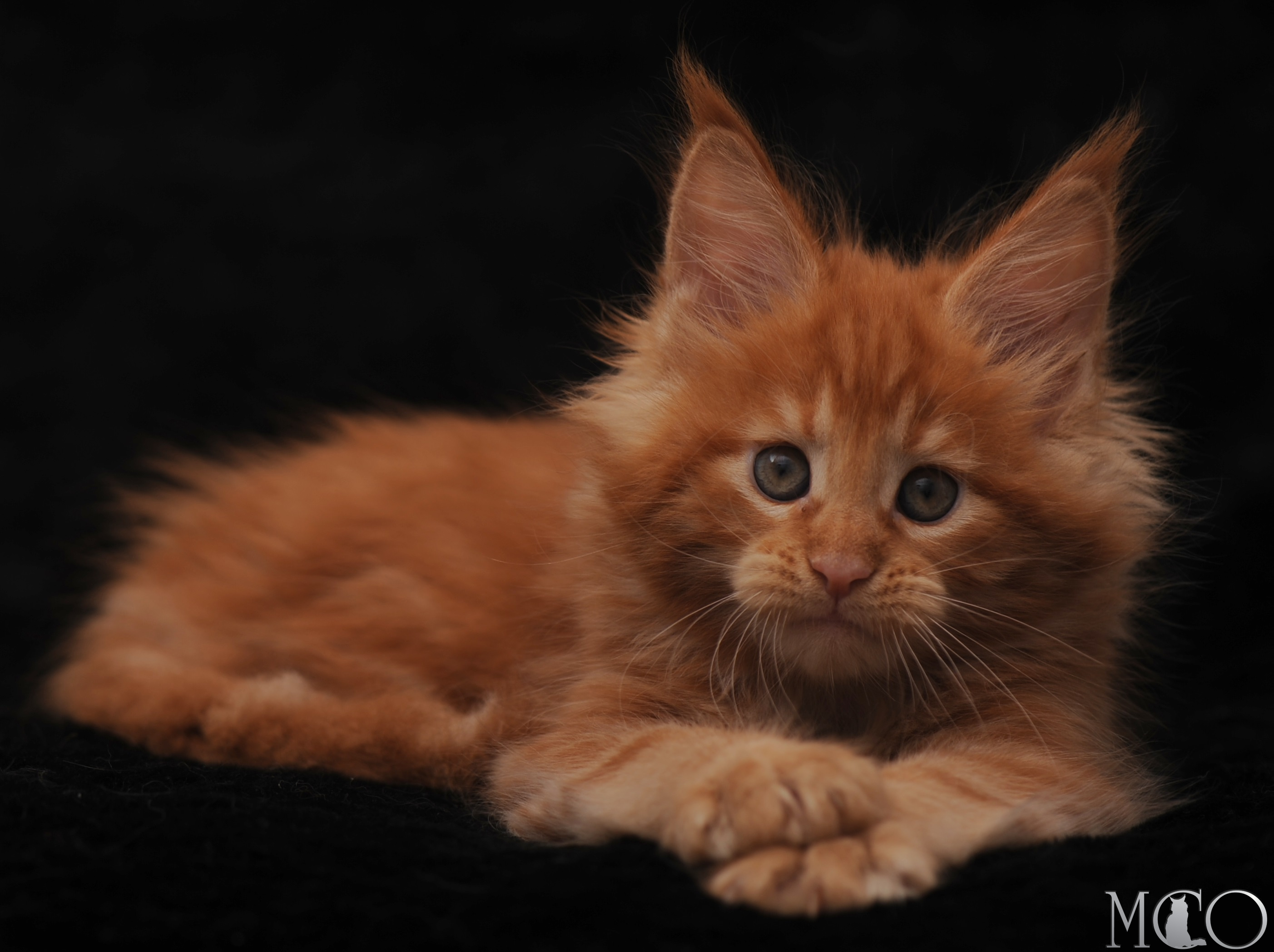 Купить котенка Мейн кун Stafy, d красный солид 