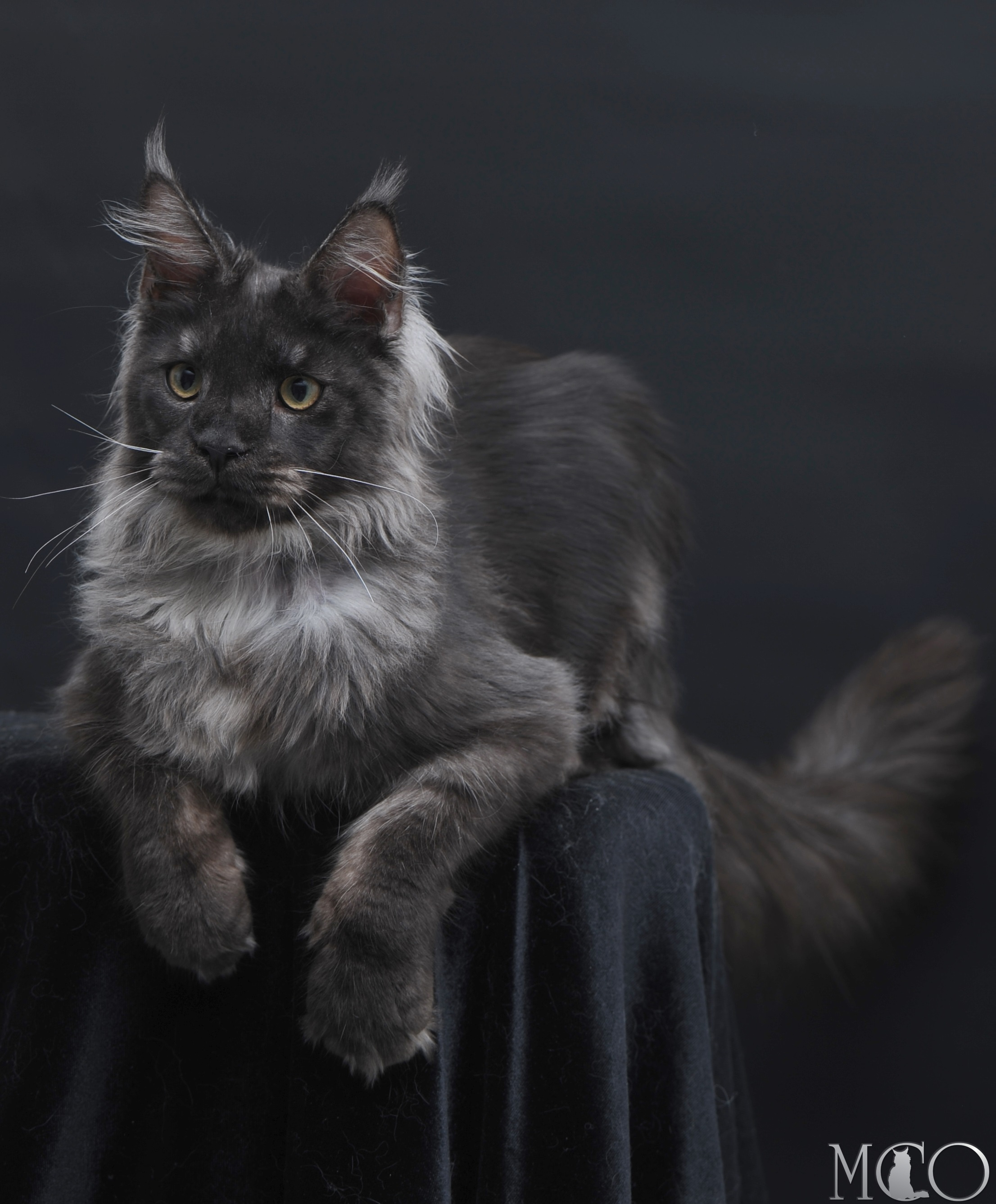 Купить котенка Мейн кун Diamond, ns