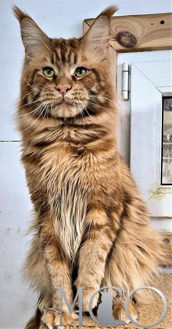  Коренастый, брутальный кот