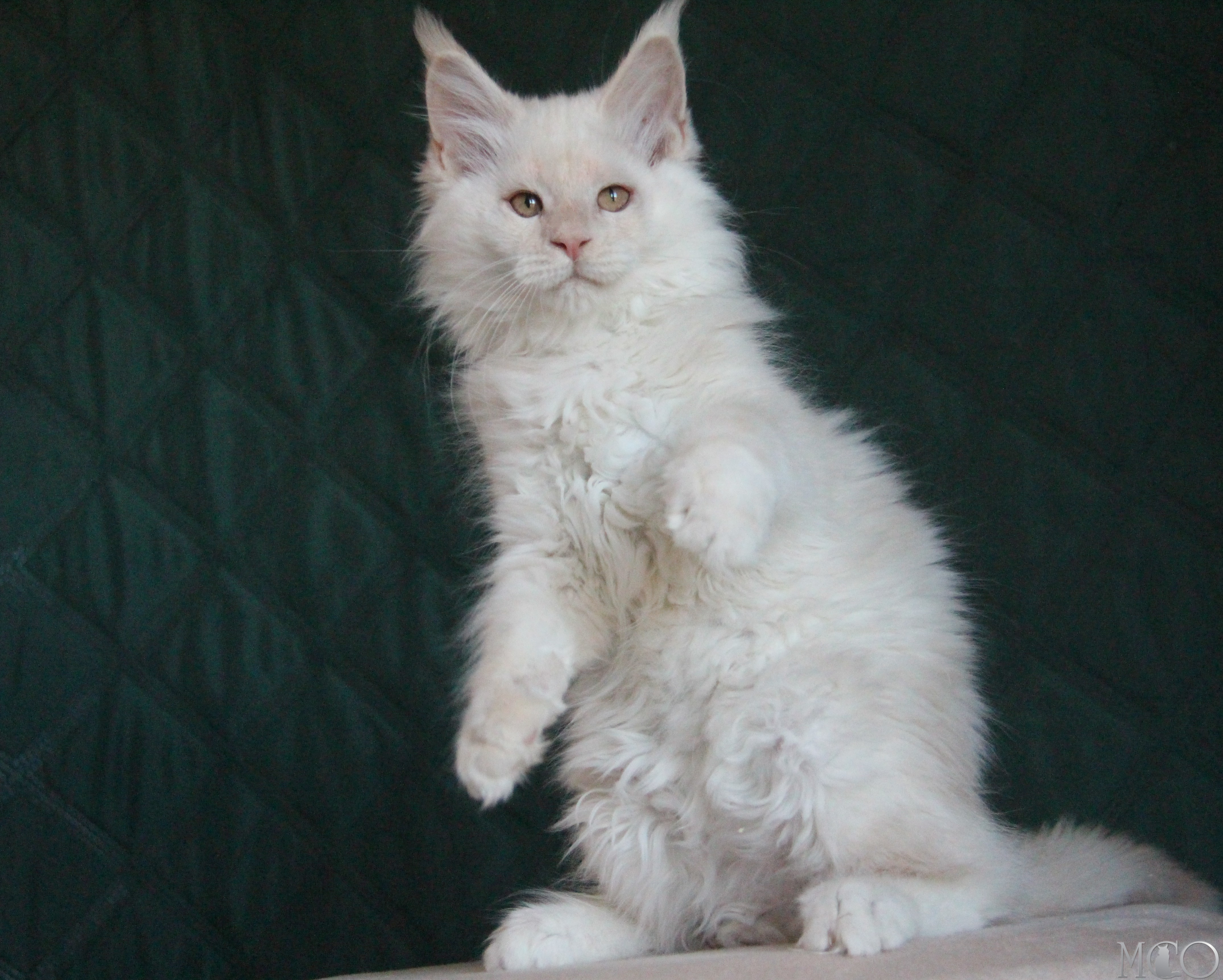 Купить котенка Мейн кун Lukum, ds 22