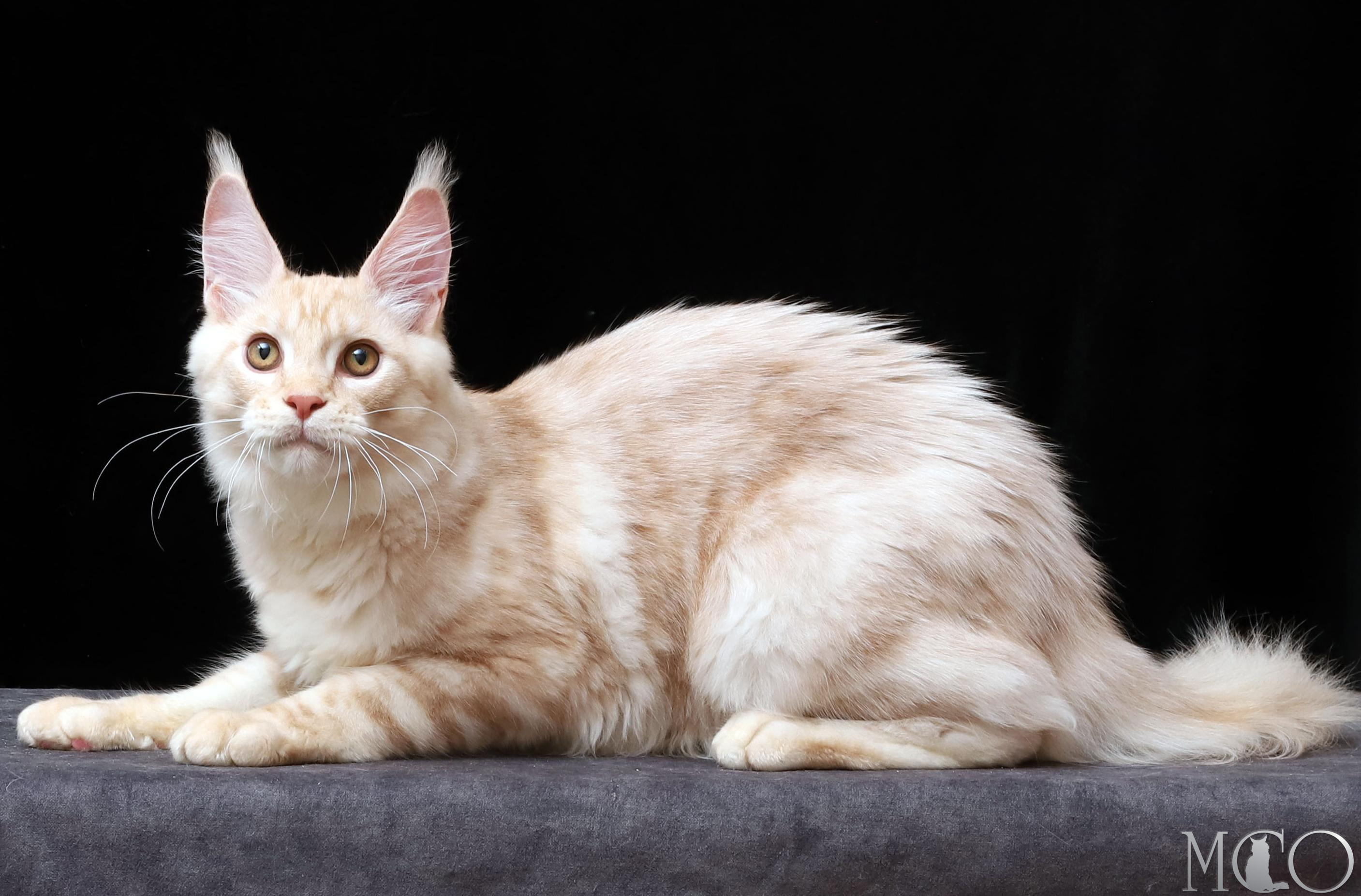Купить котенка Мейн кун Quiller, es 22