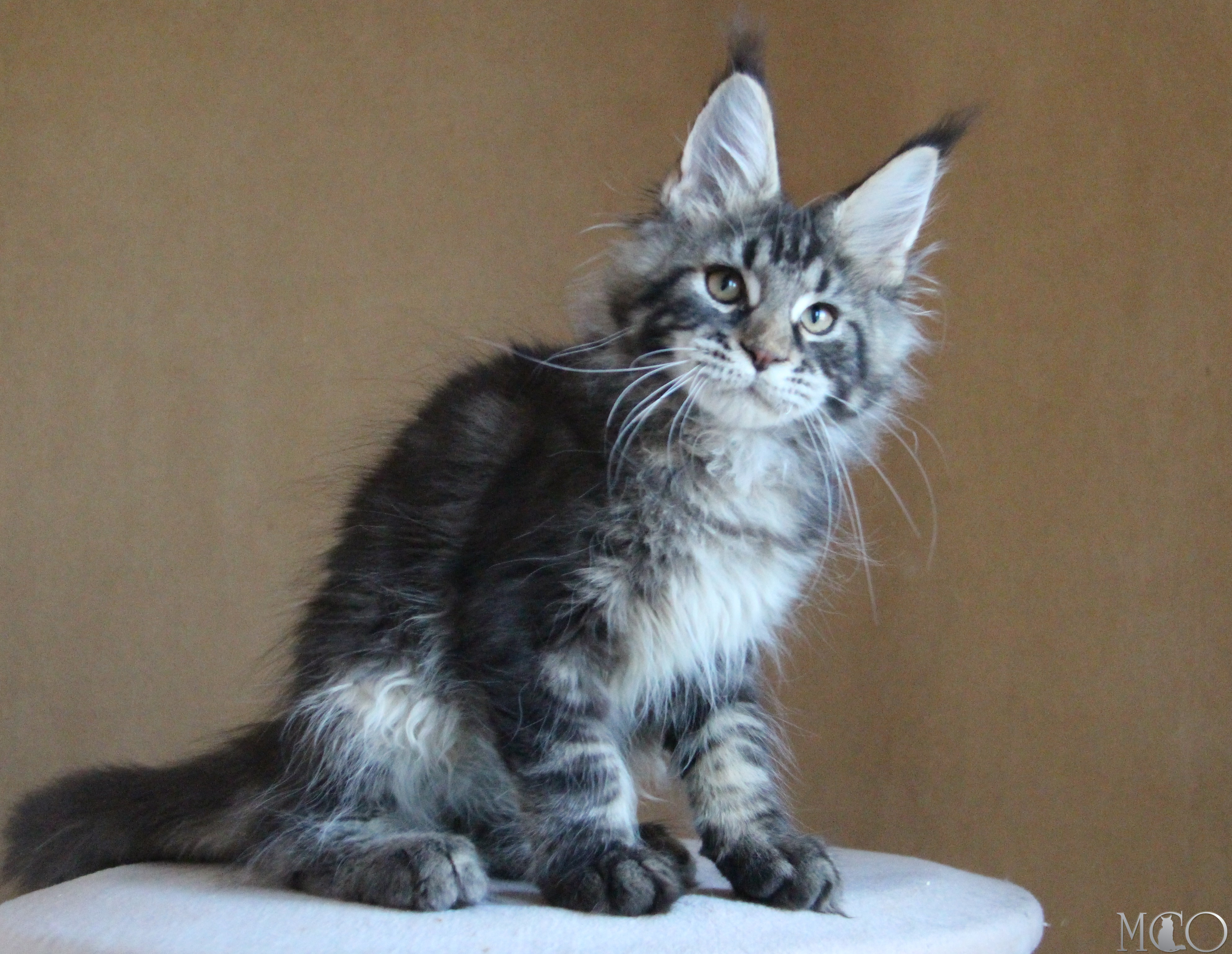 Купить котенка Мейн кун Bogard, n 22