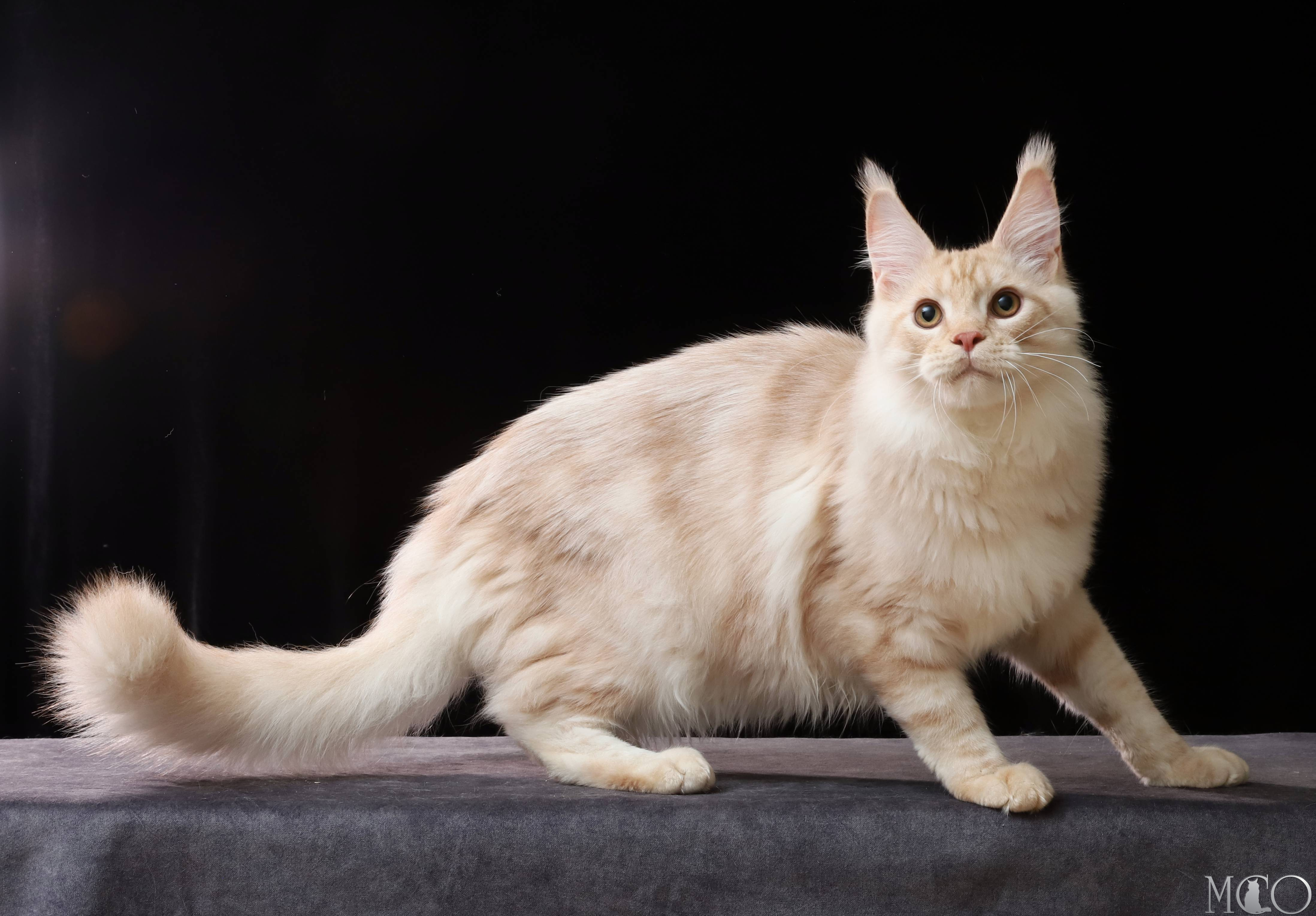 Купить котенка Мейн кун Quiller, es 22