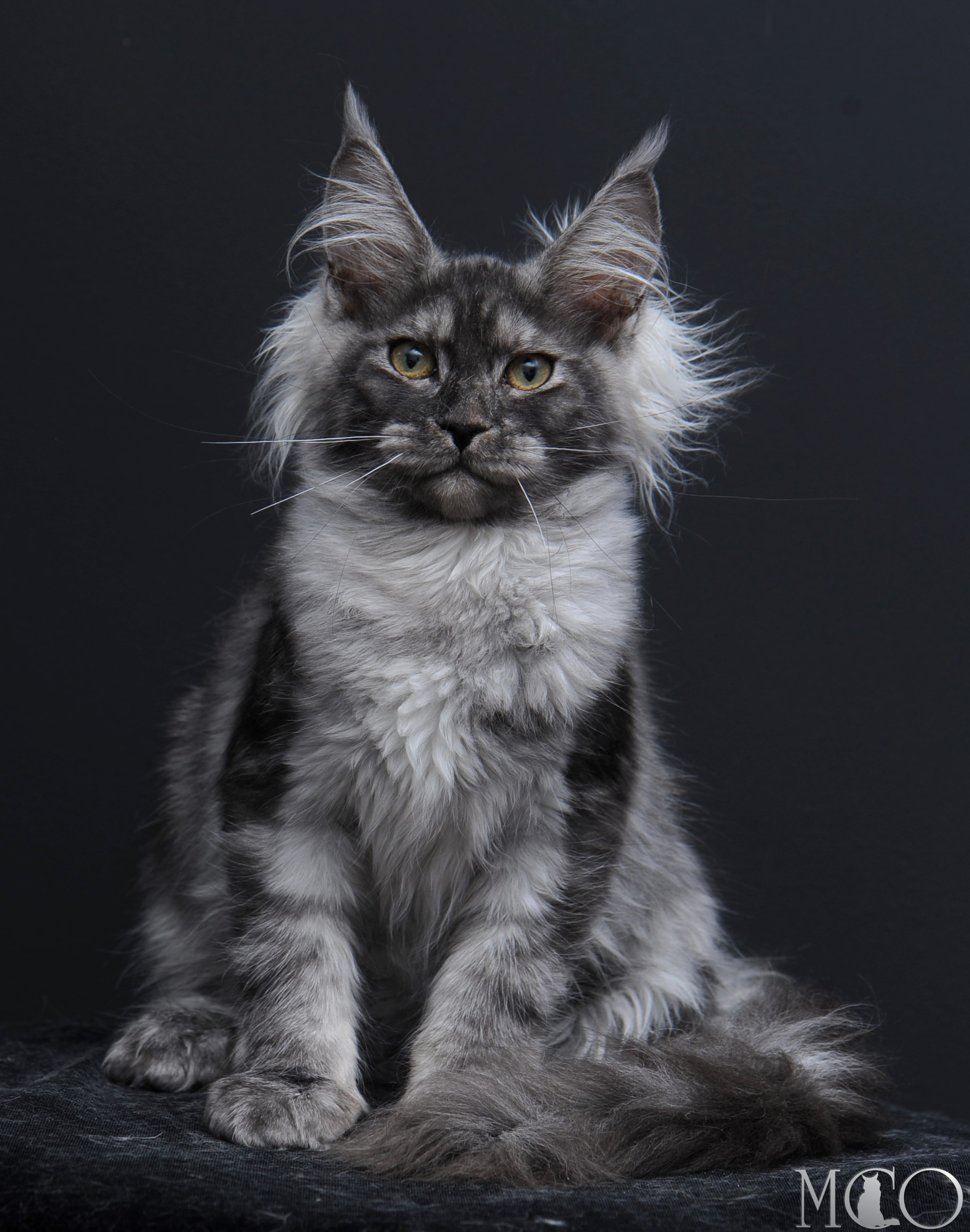 Купить котенка Мейн кун Sabrina, ns
