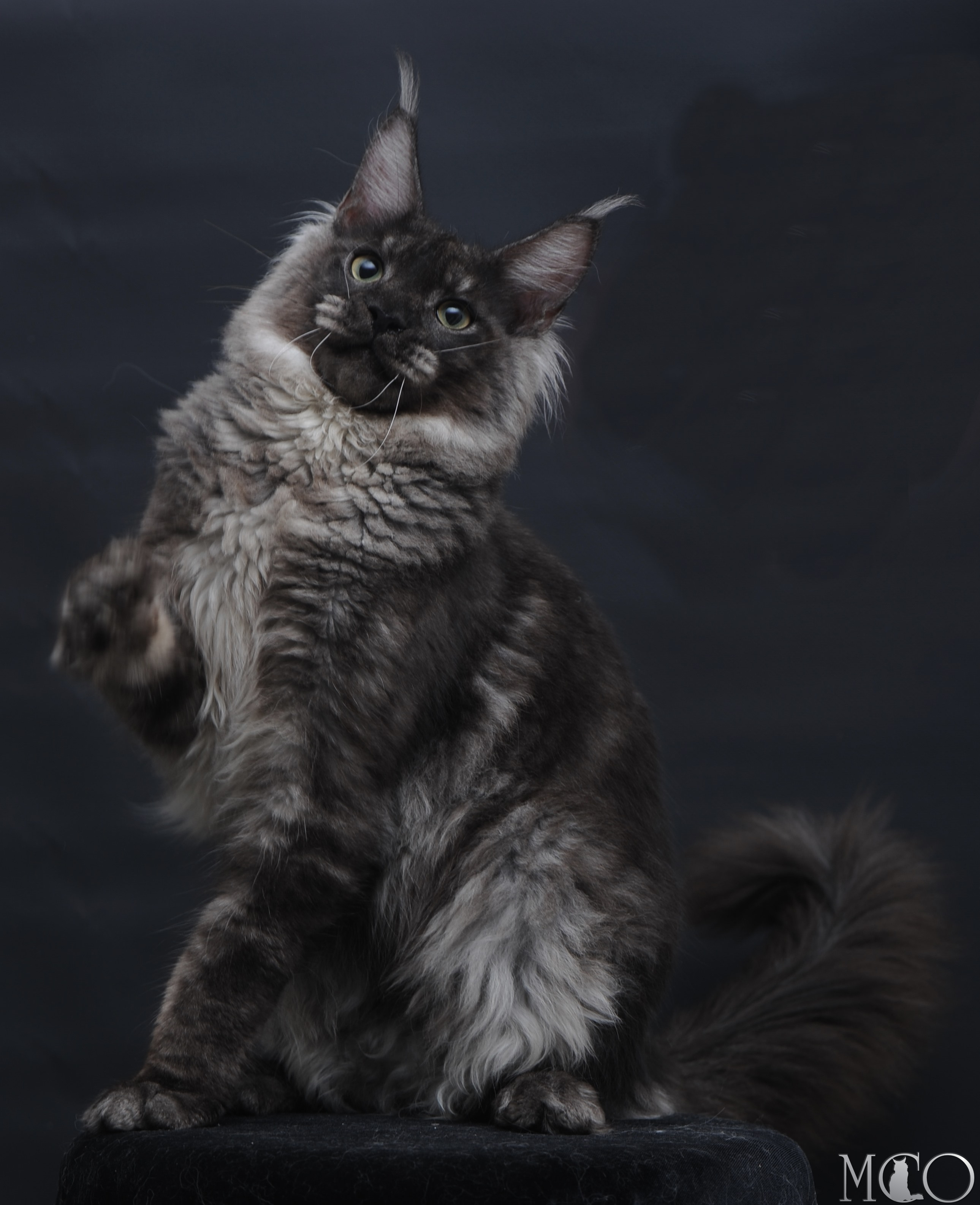 Купить котенка Мейн кун Casper, ns