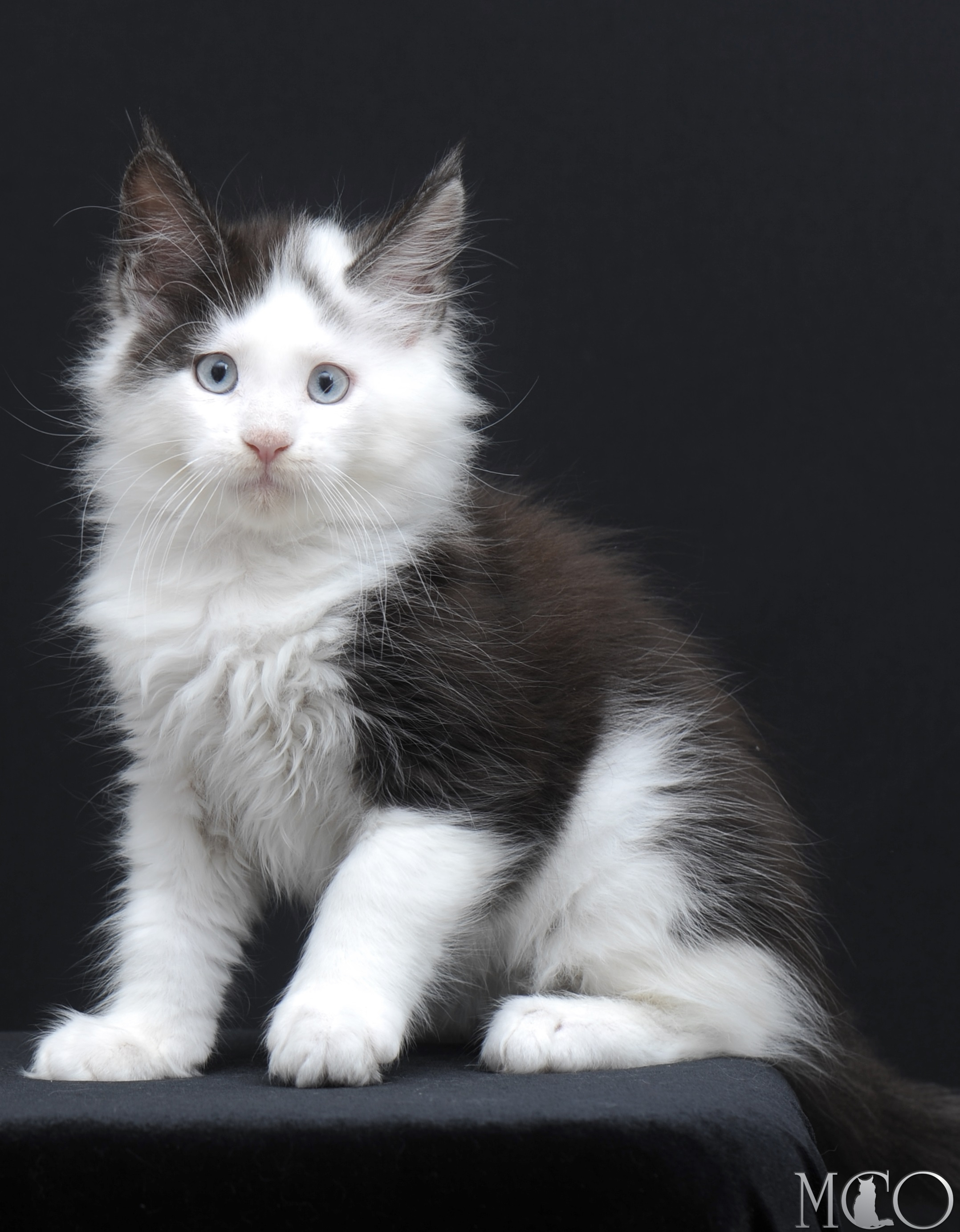 Купить котенка Мейн кун Wesley, ns 03 w61