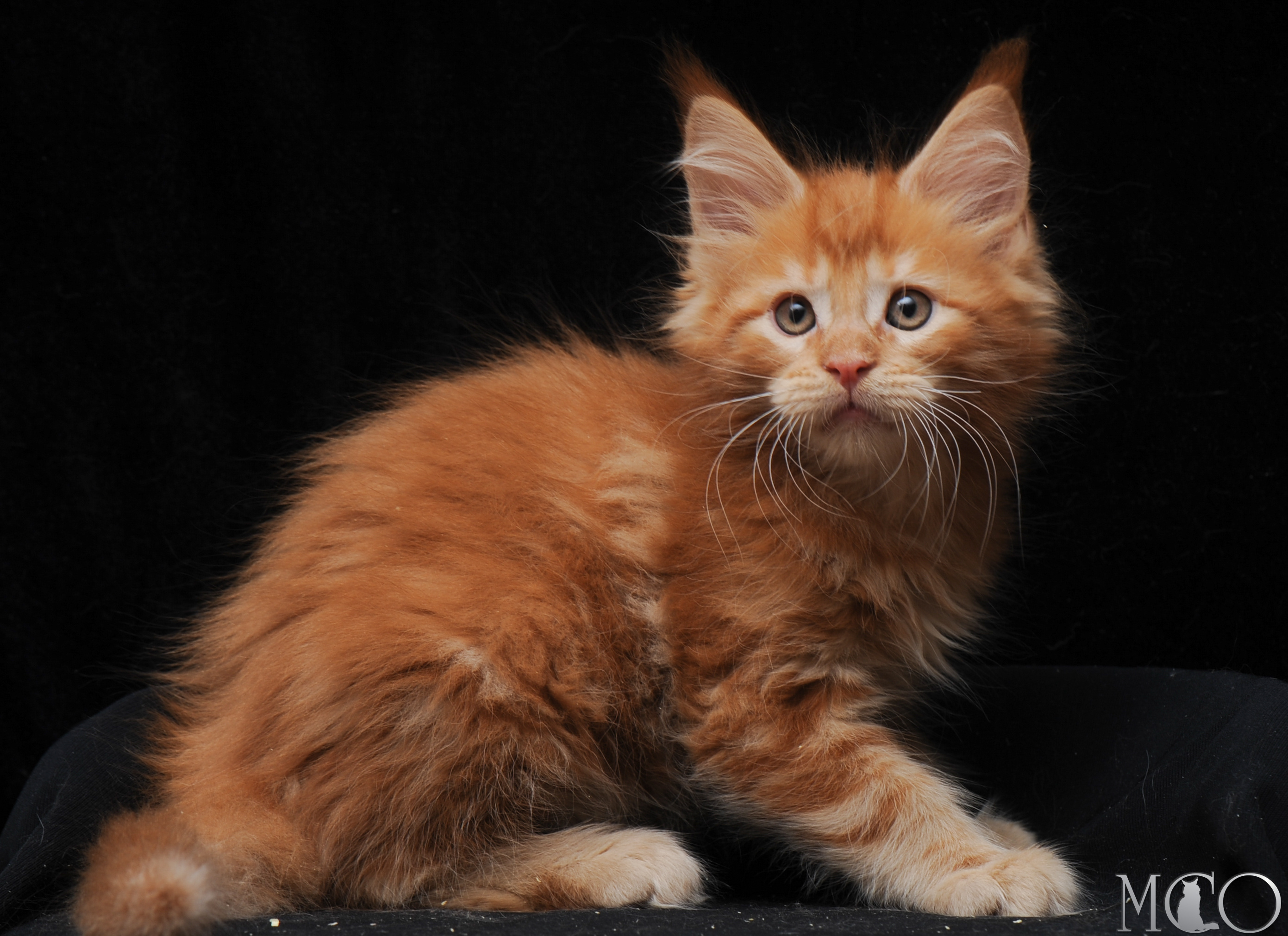 Купить котенка Мейн кун Edvard, d
