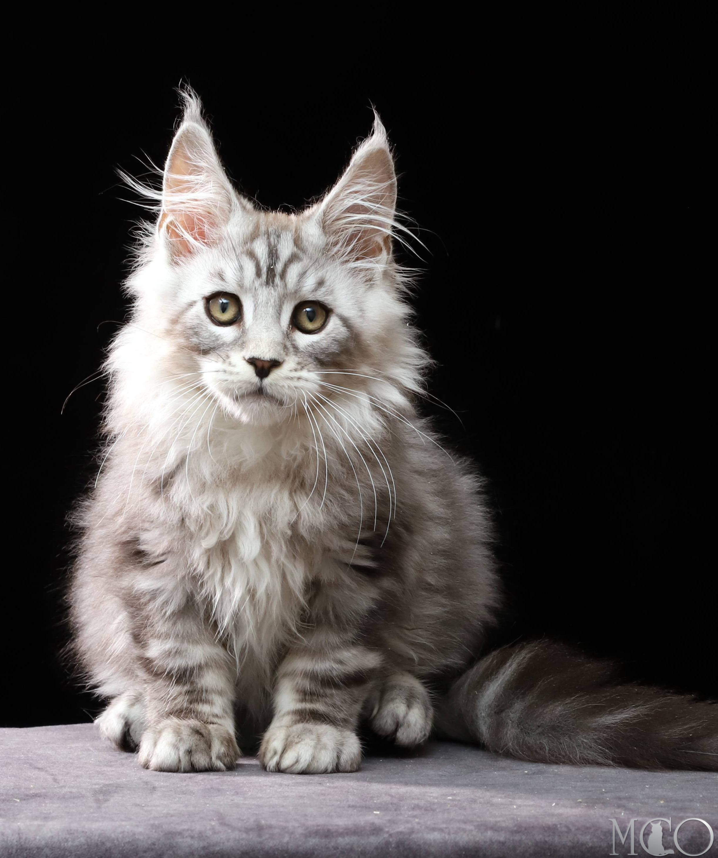 Купить котенка Мейн кун Darwin, ns 22