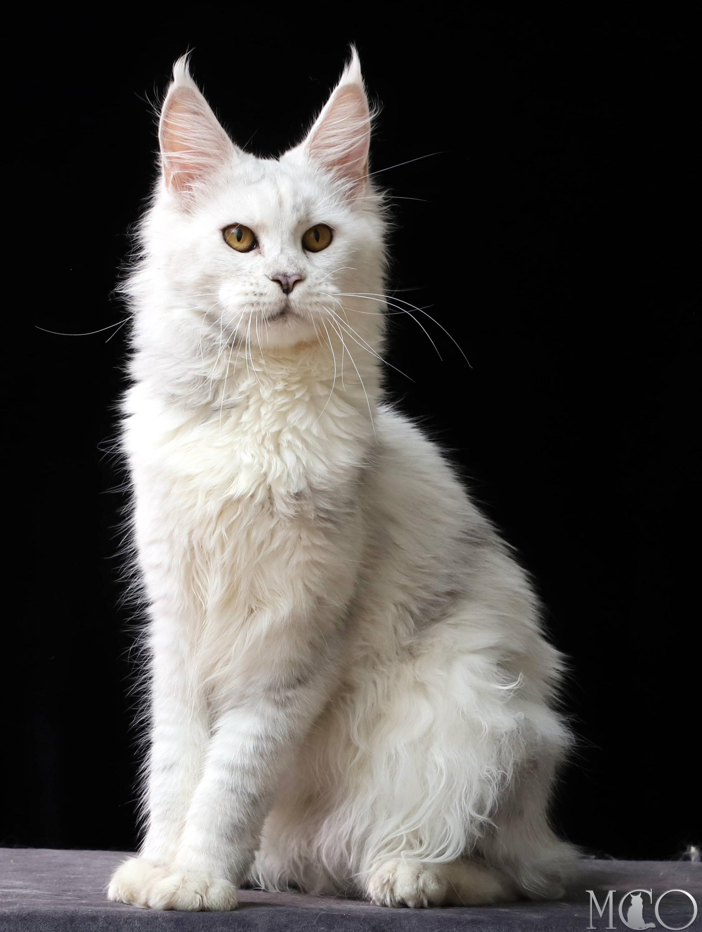 Купить котенка Мейн кун Mira, gs 11