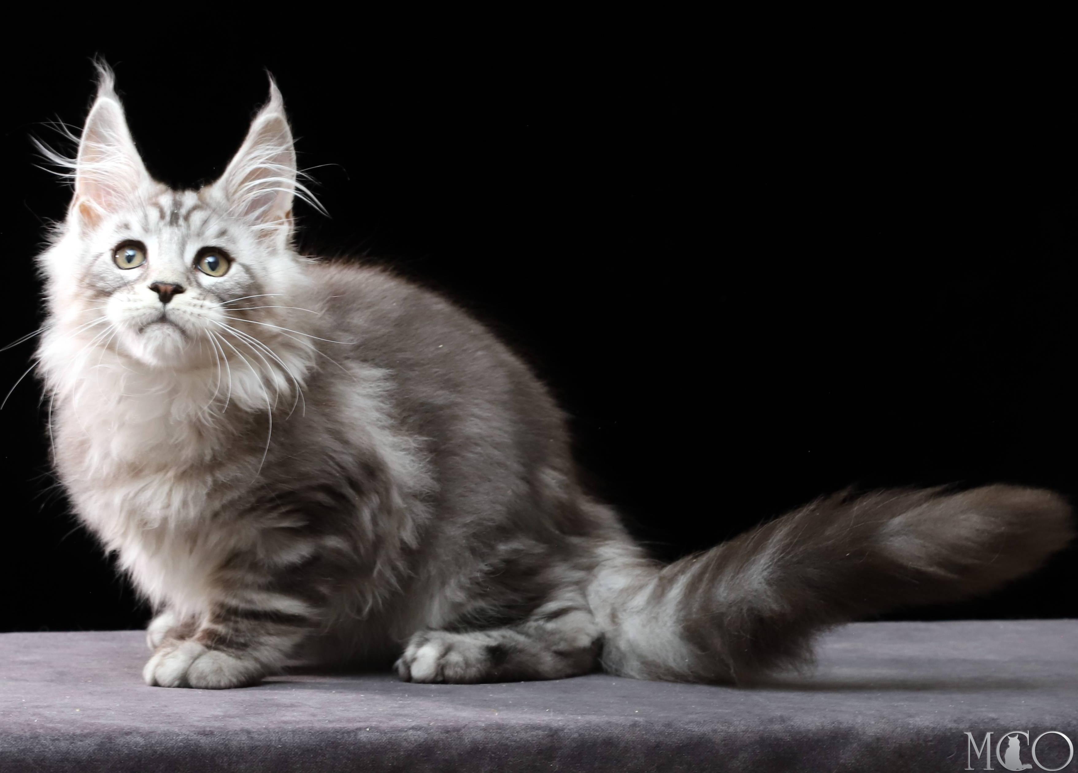 Купить котенка Мейн кун Darwin, ns 22