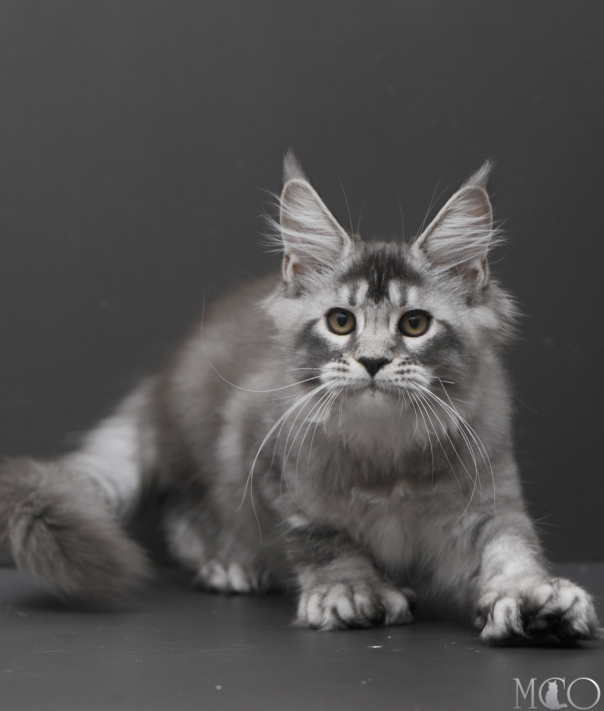 Купить котенка Мейн кун Kiana, ns 25
