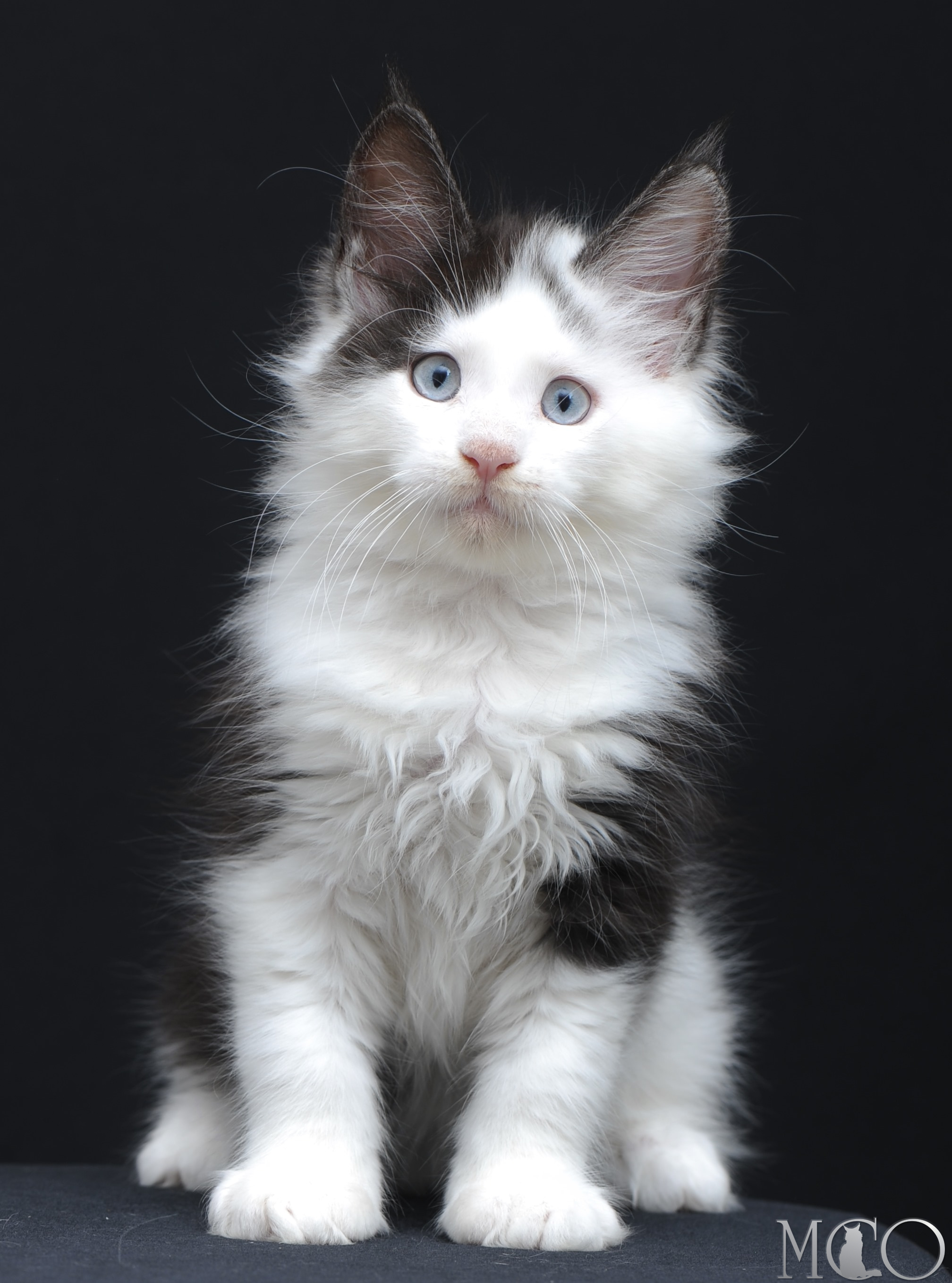 Купить котенка Мейн кун Wesley, ns 03 w61