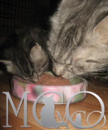 Кормление кошки мейн-куна - какой корм выбрать и как кормить кошек и котят