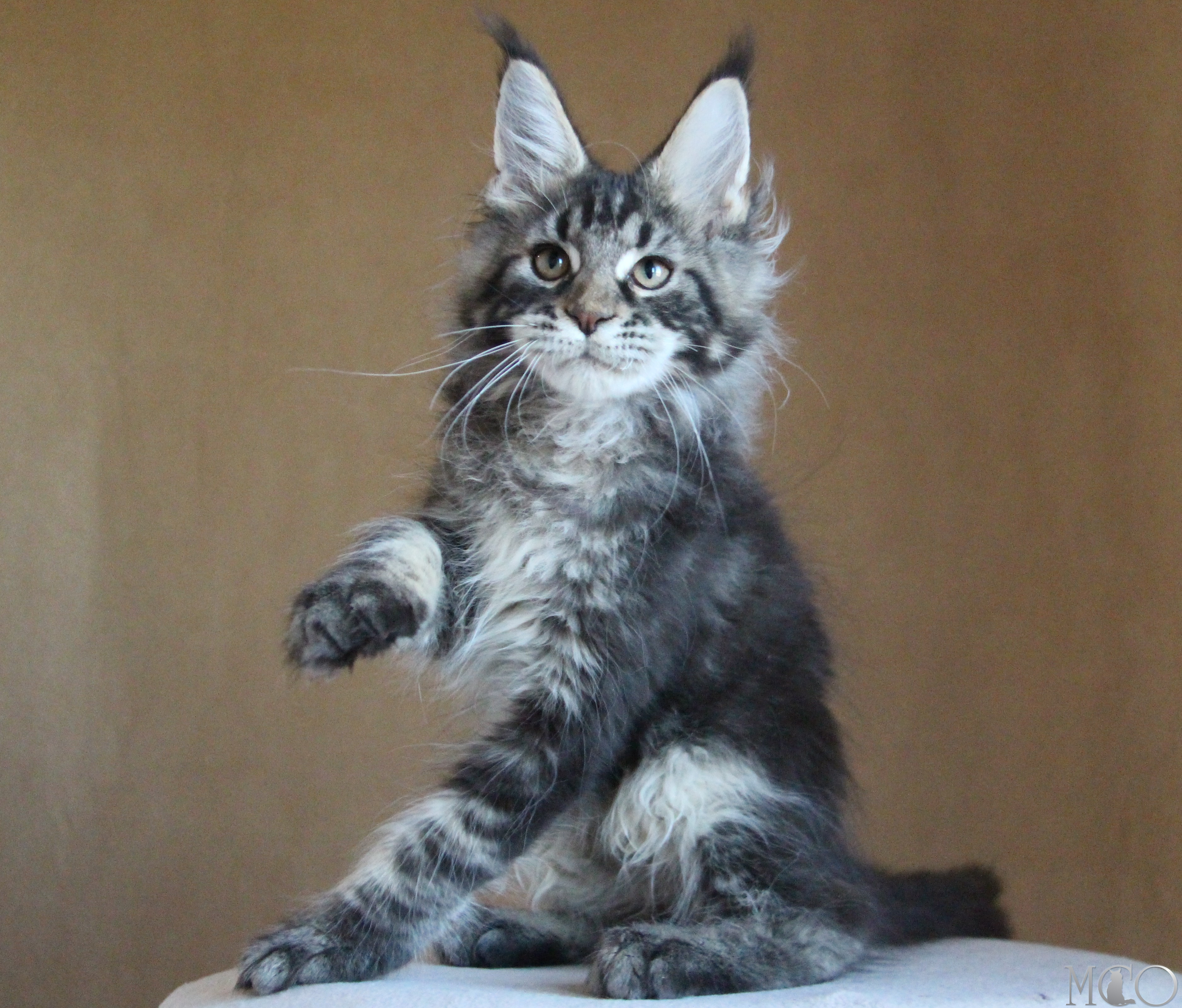 Купить котенка Мейн кун Bogard, n 22