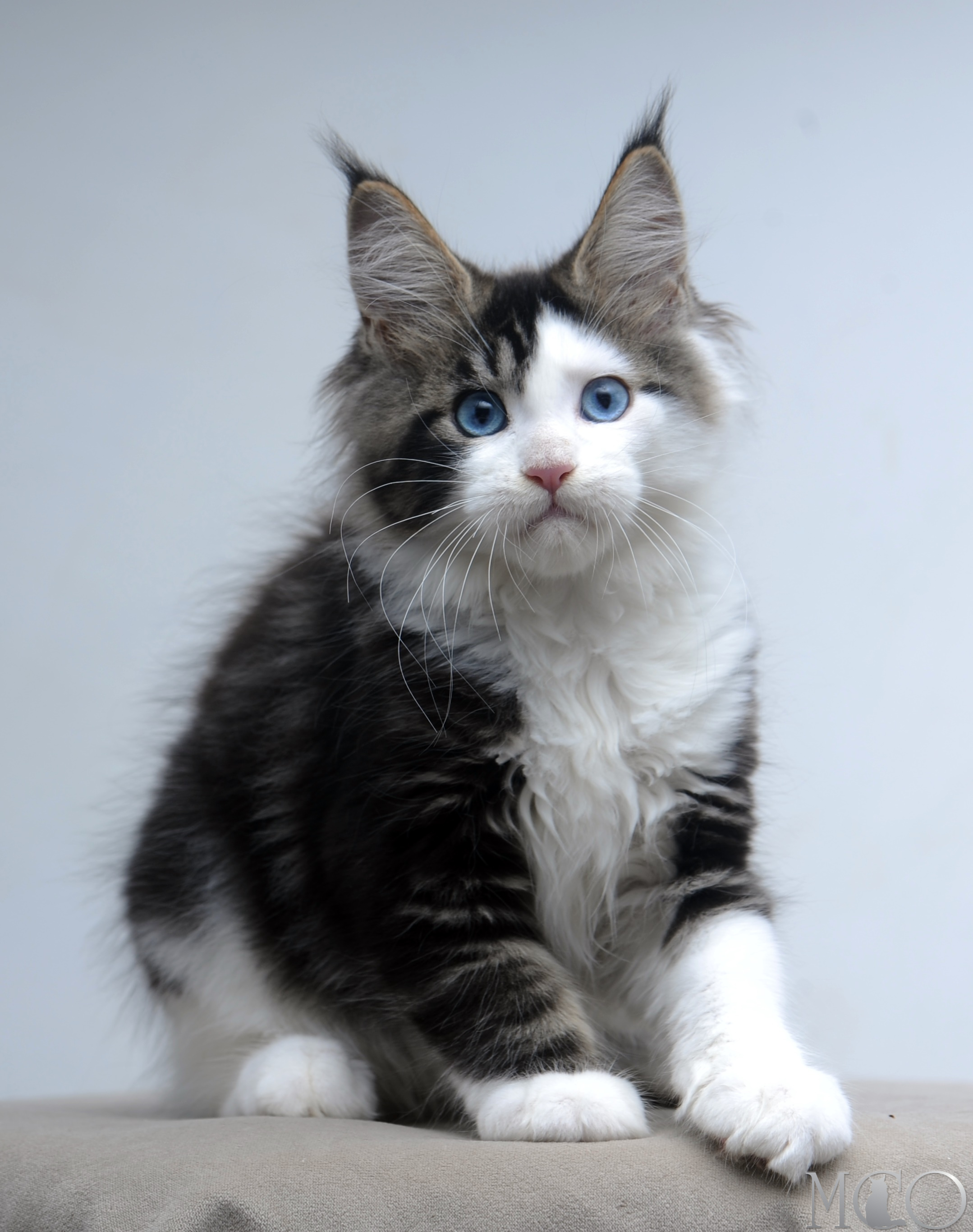 Купить котенка Мейн кун Vanessa (Голубоглазая), n2203