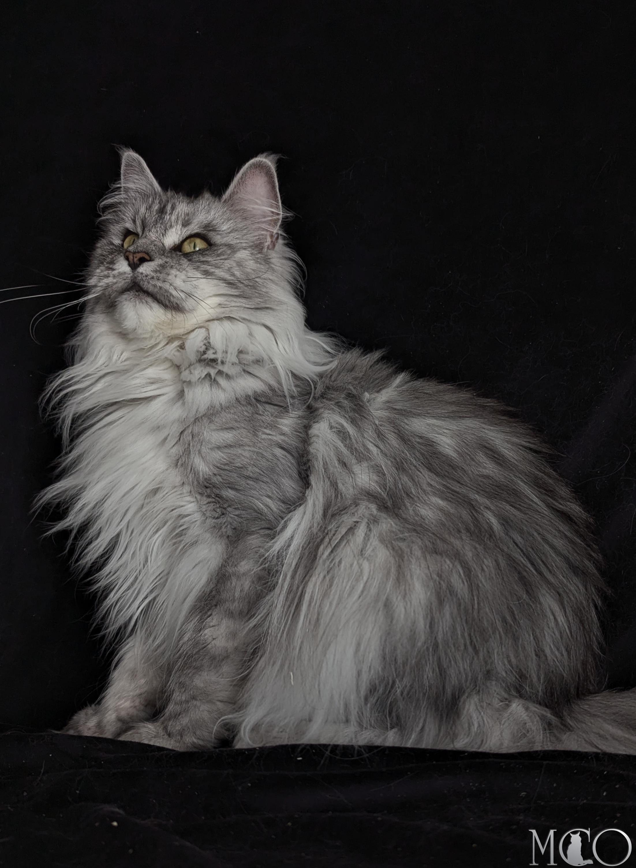 Купить котенка Мейн кун Mariya, ns22