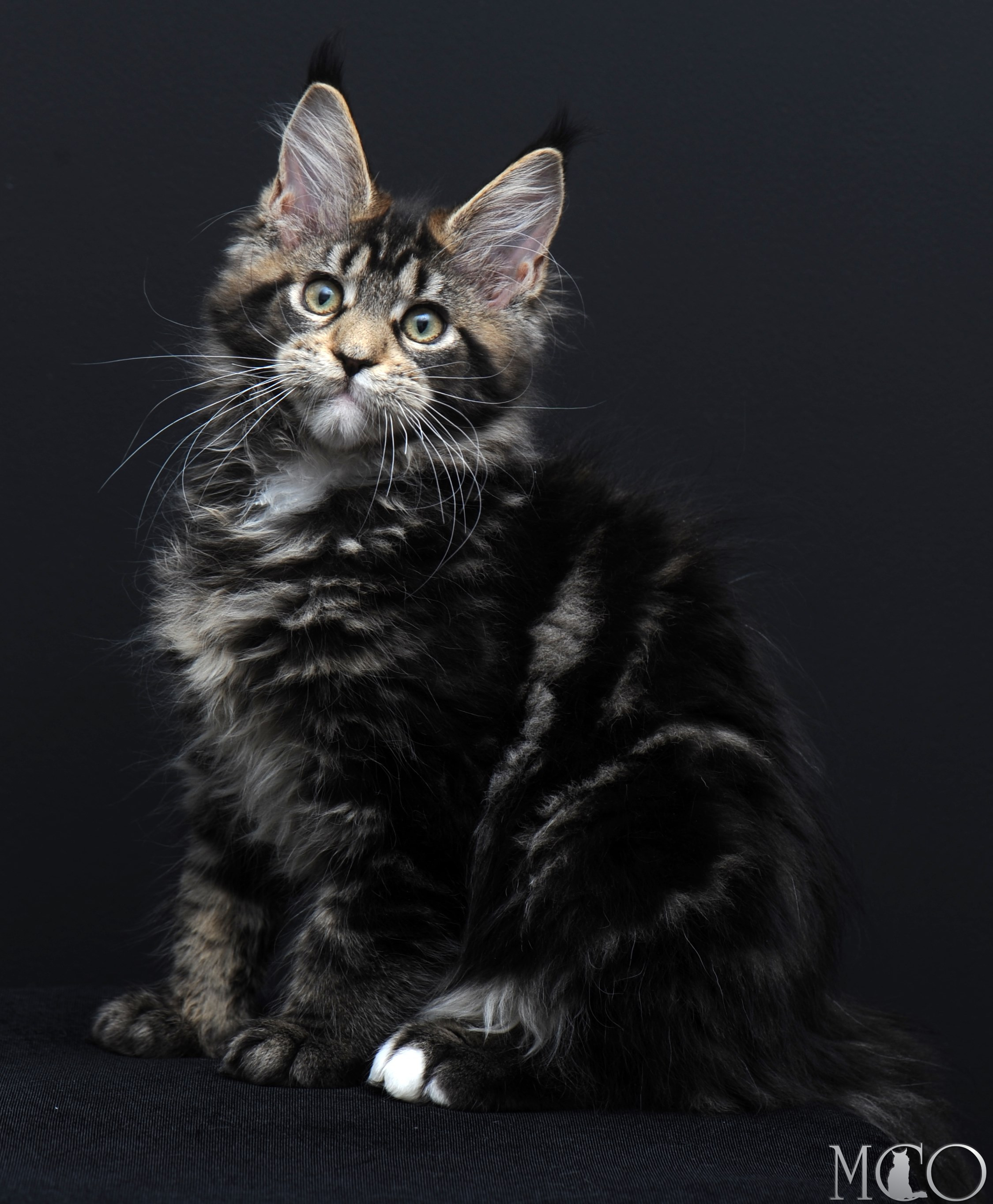 Купить котенка Мейн кун Babita, n 2209