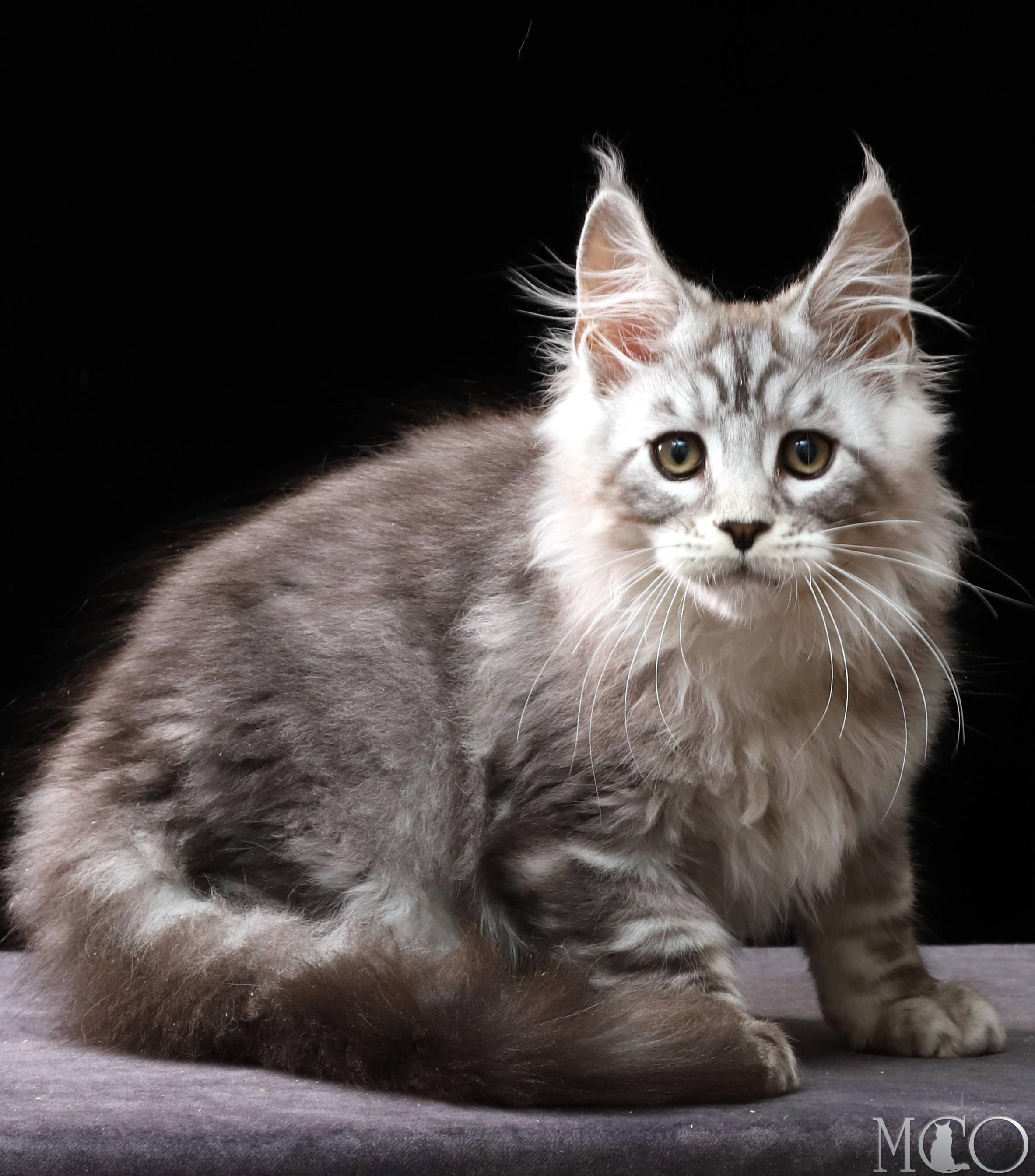 Купить котенка Мейн кун Darwin, ns 22