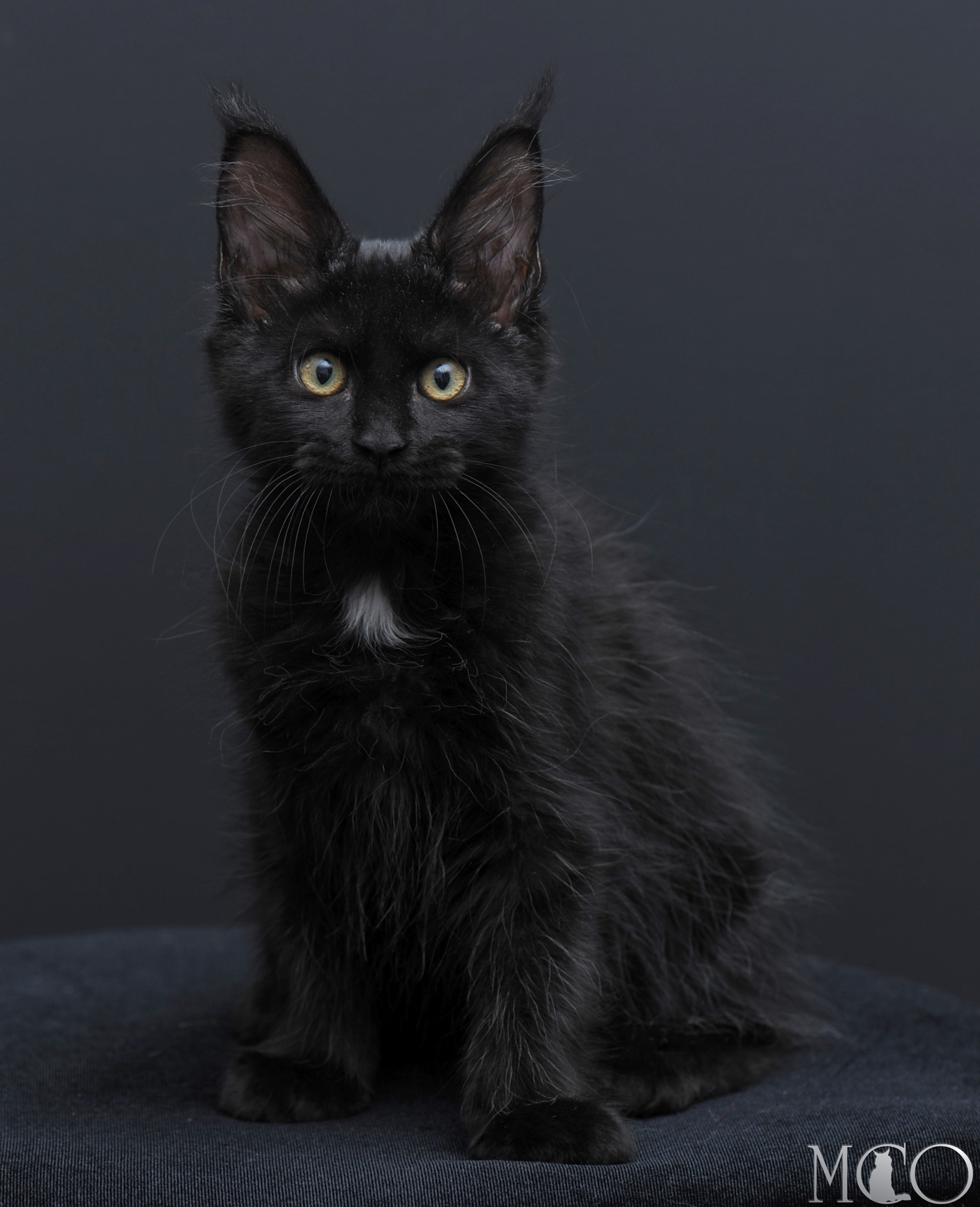 Купить котенка Мейн кун Bella	, n 09