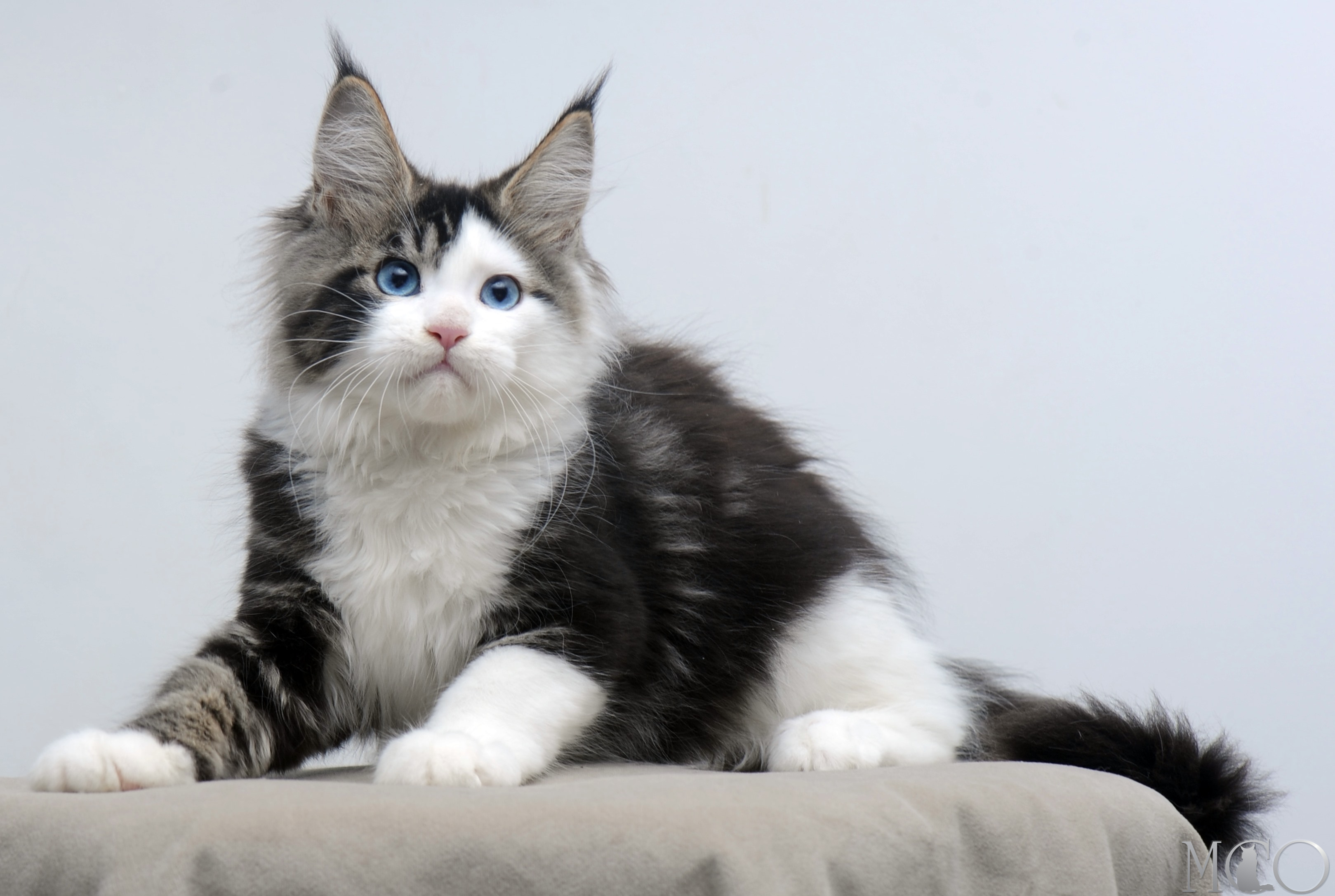 Купить котенка Мейн кун Vanessa (Голубоглазая), n2203