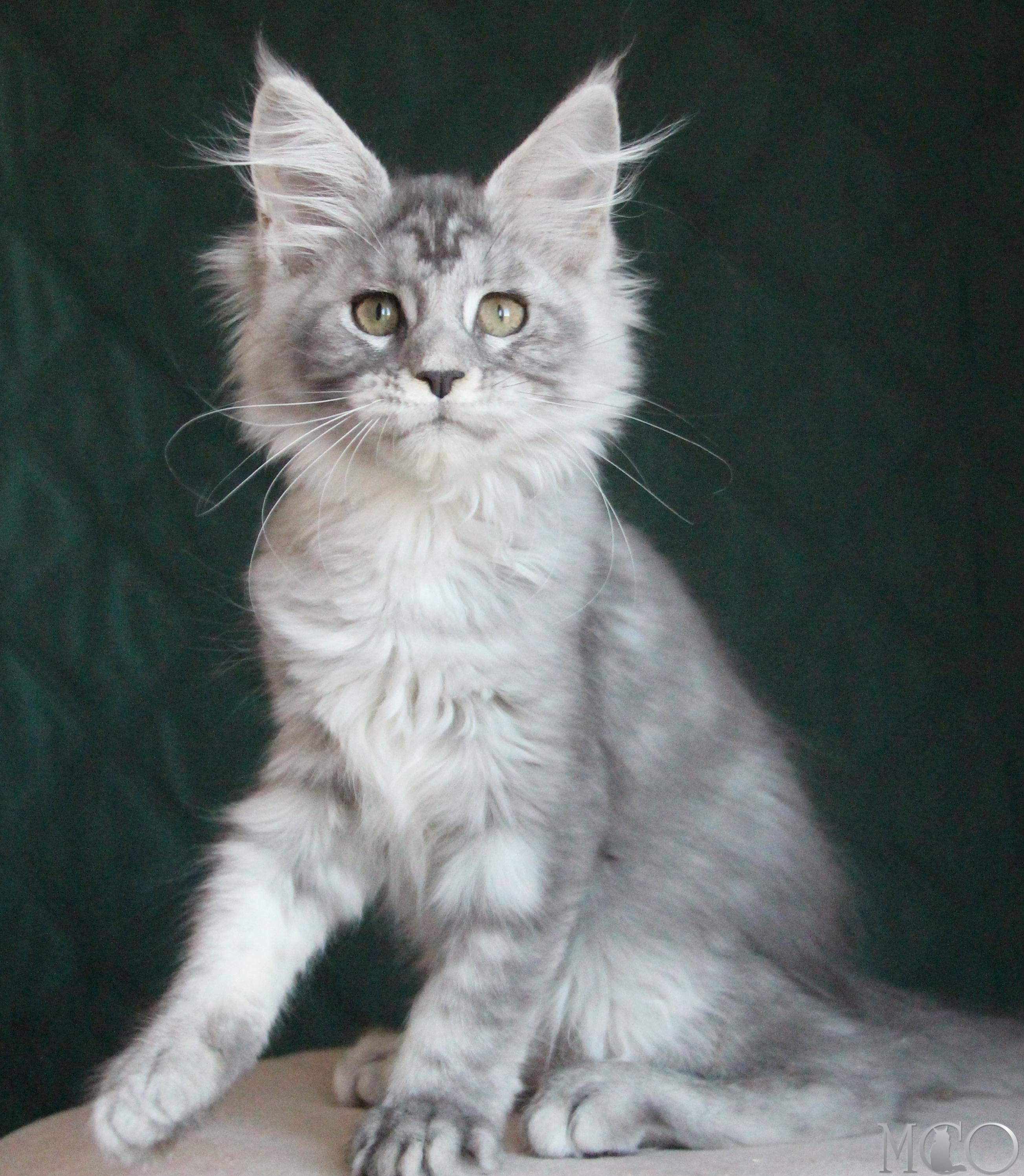 Купить котенка Мейн кун Clea, as 22