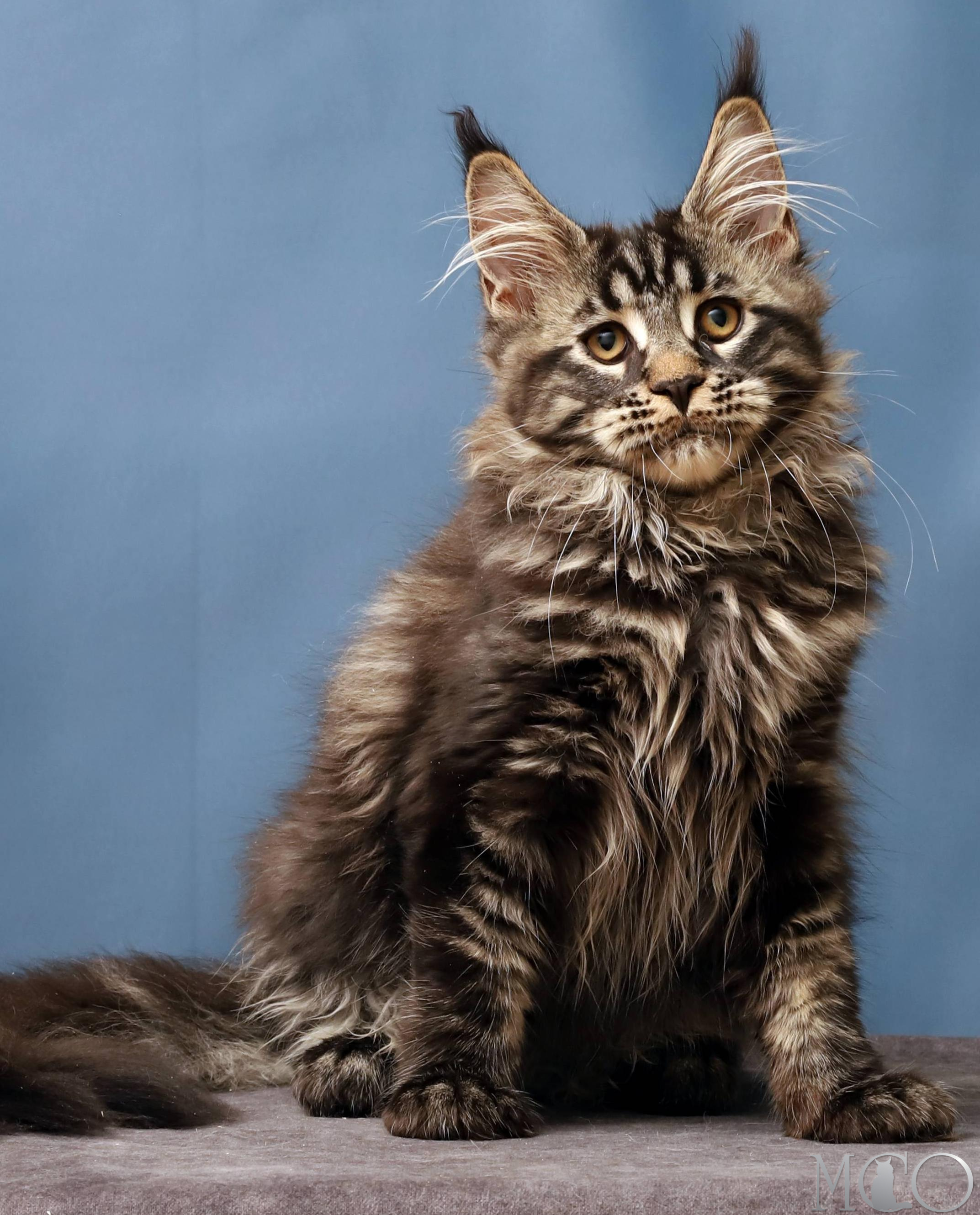 Купить котенка Мейн кун Chara, n 22