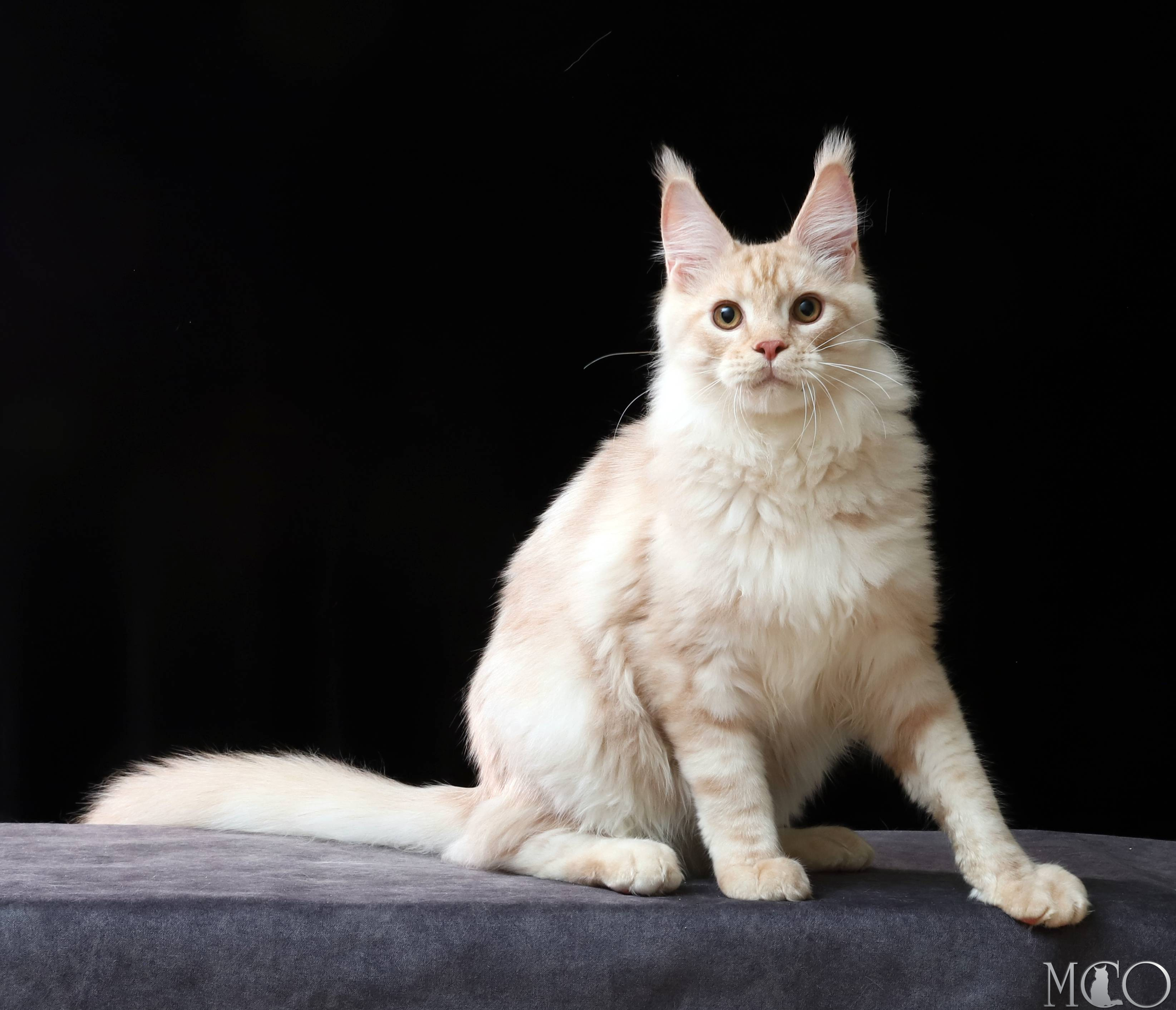 Купить котенка Мейн кун Quiller, es 22
