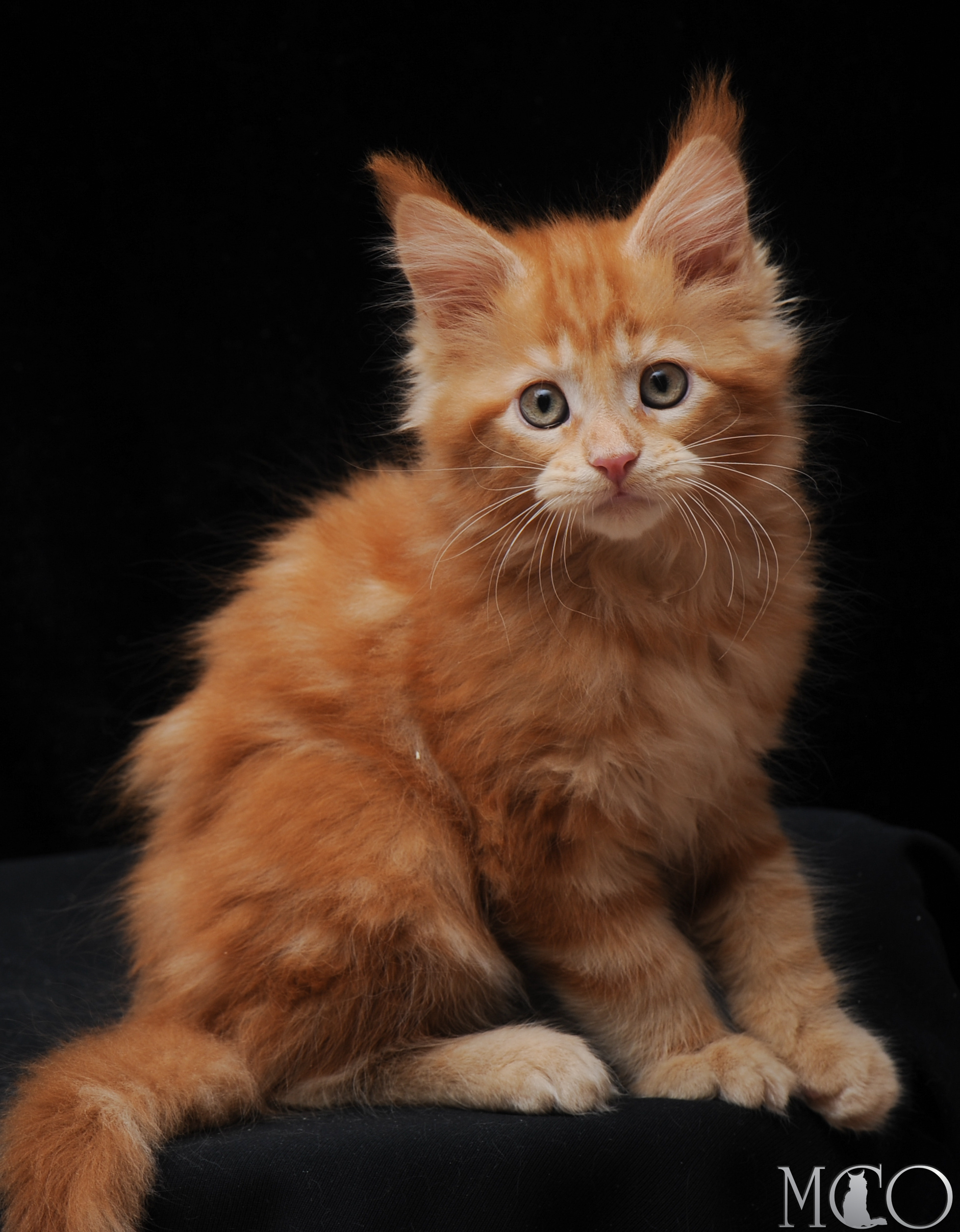 Купить котенка Мейн кун Darsy, d