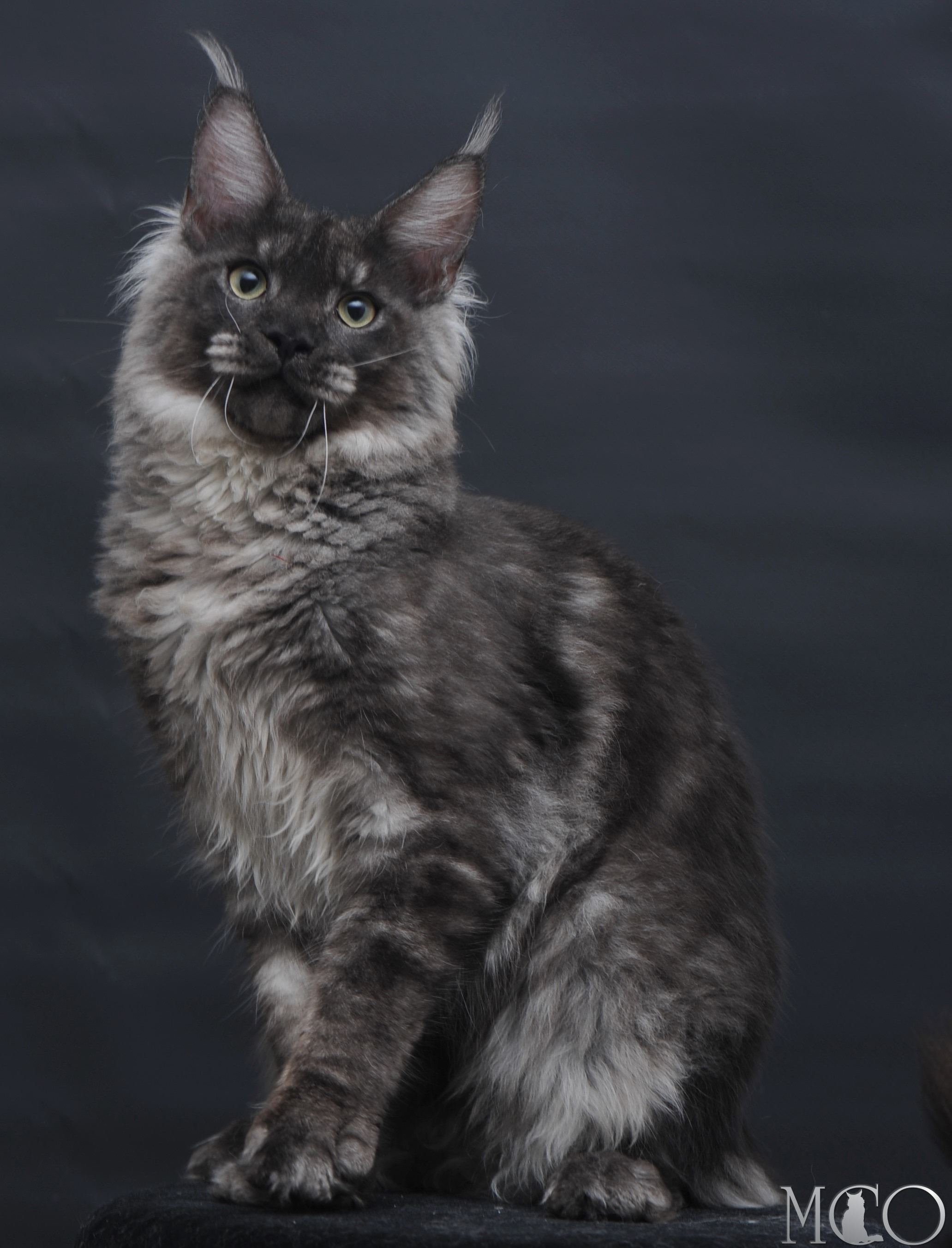 Купить котенка Мейн кун Casper, ns