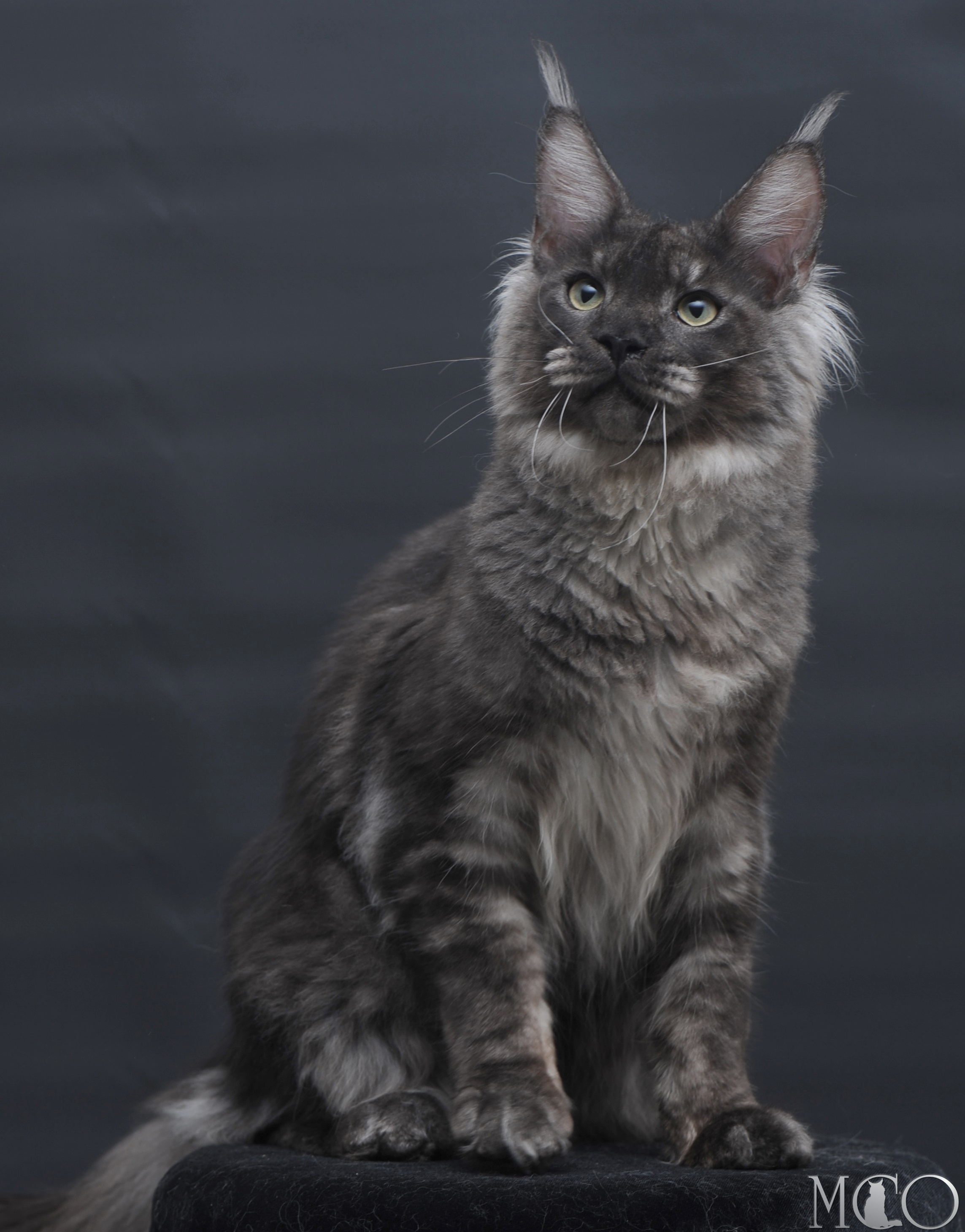 Купить котенка Мейн кун Casper, ns