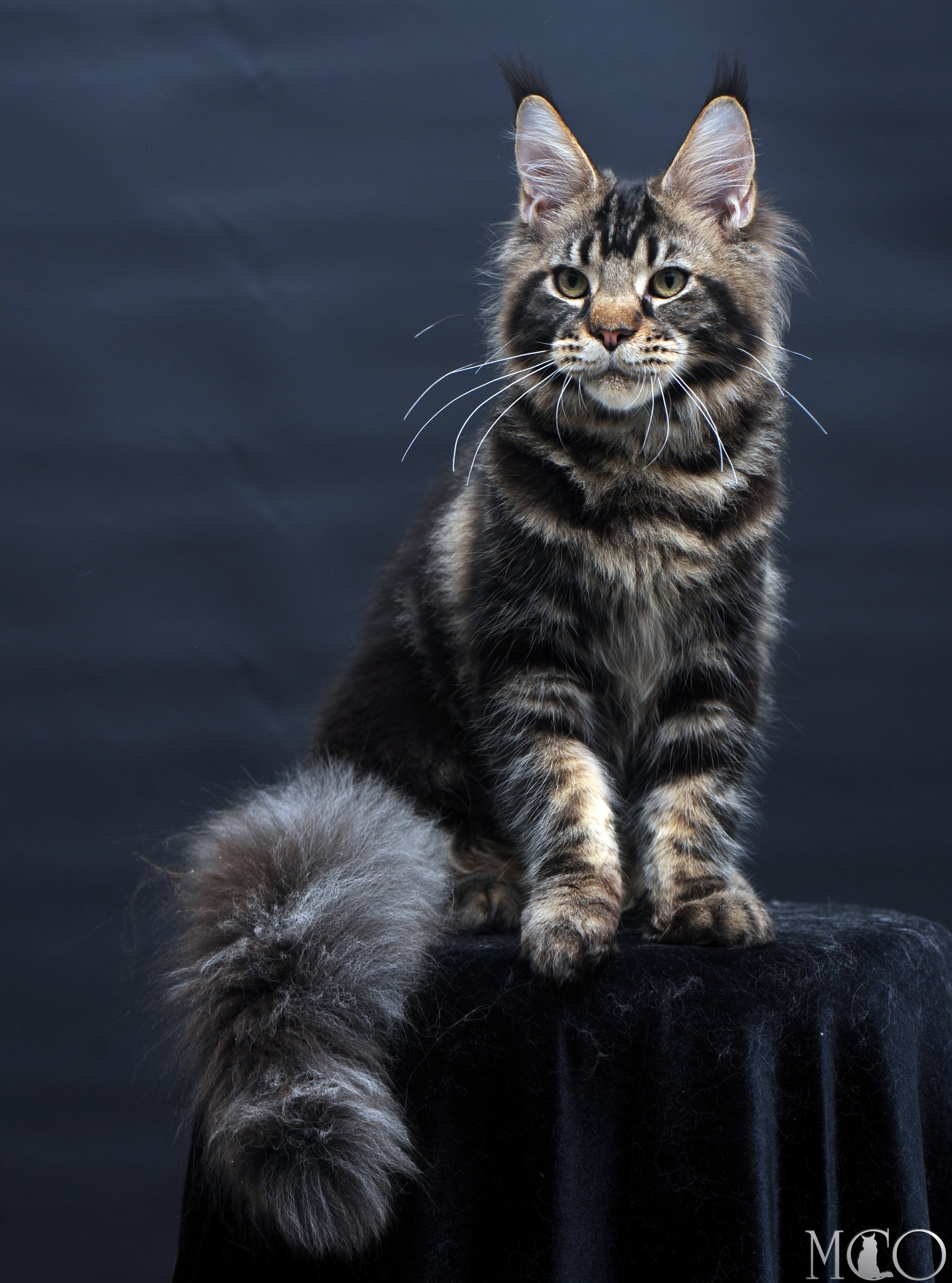Купить котенка Мейн кун Elvis, n 22