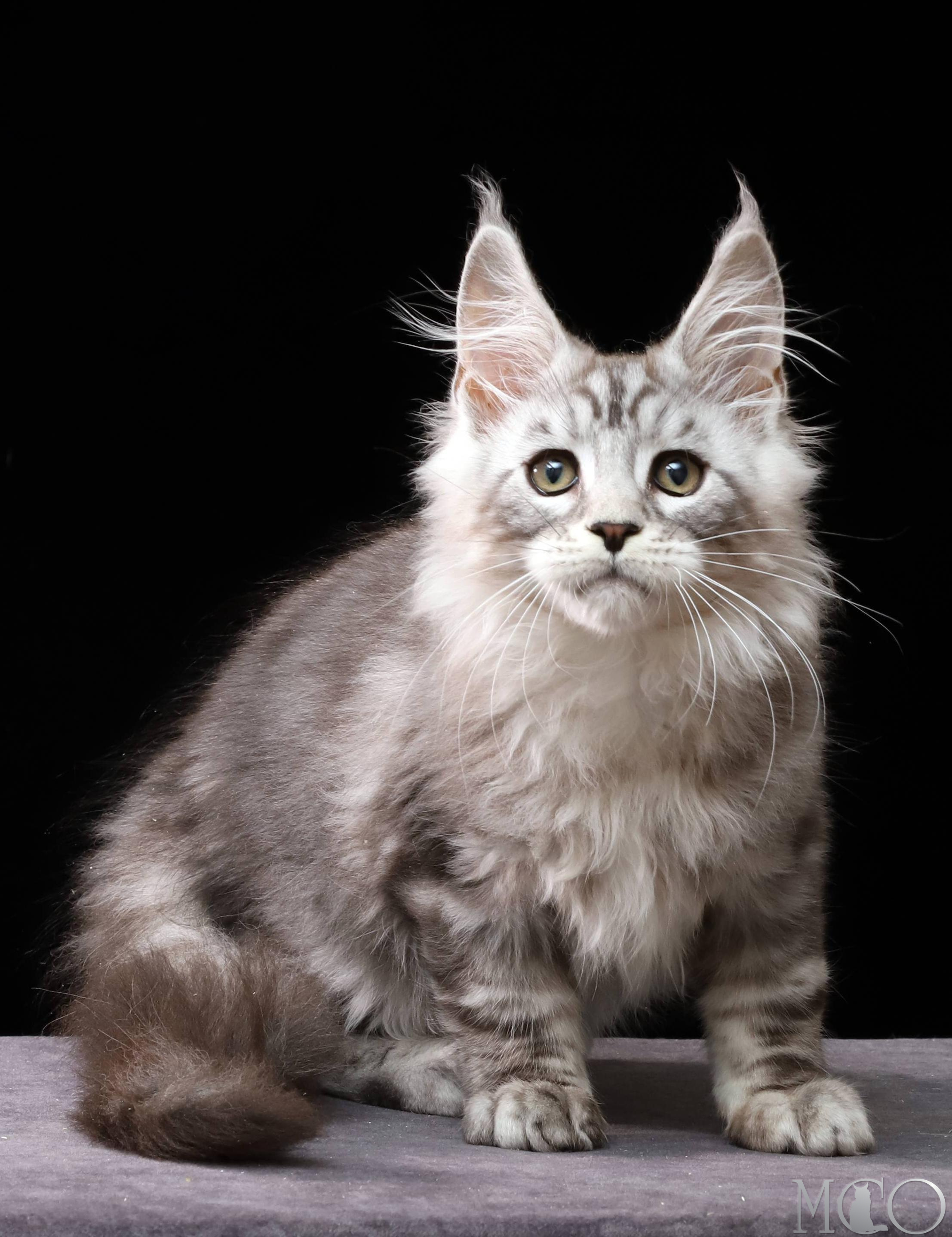 Купить котенка Мейн кун Darwin, ns 22