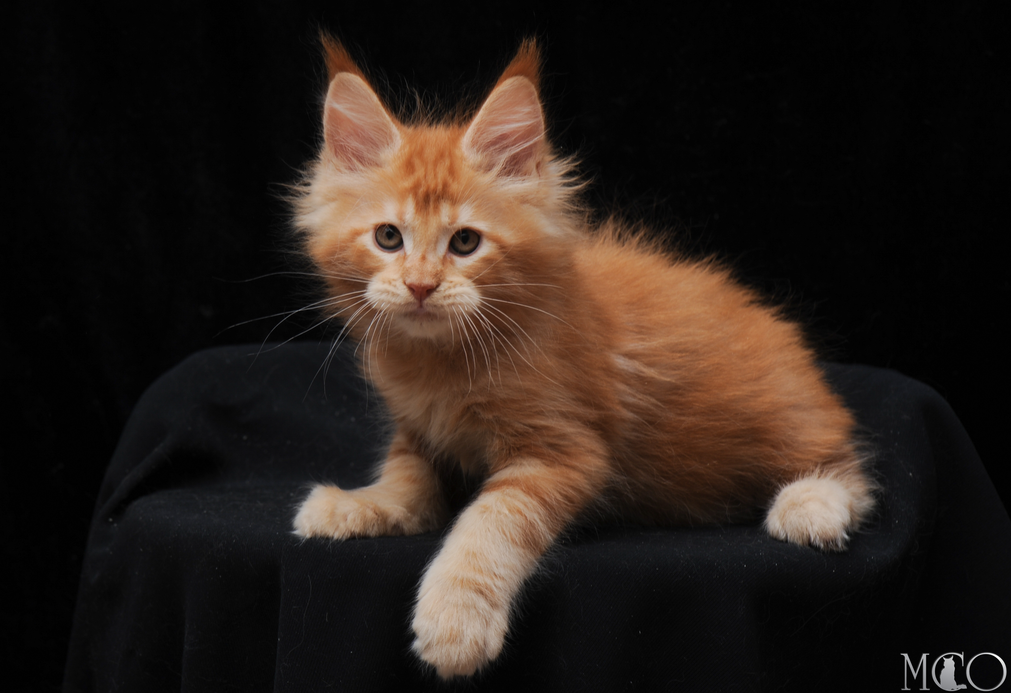 Купить котенка Мейн кун Edison, d